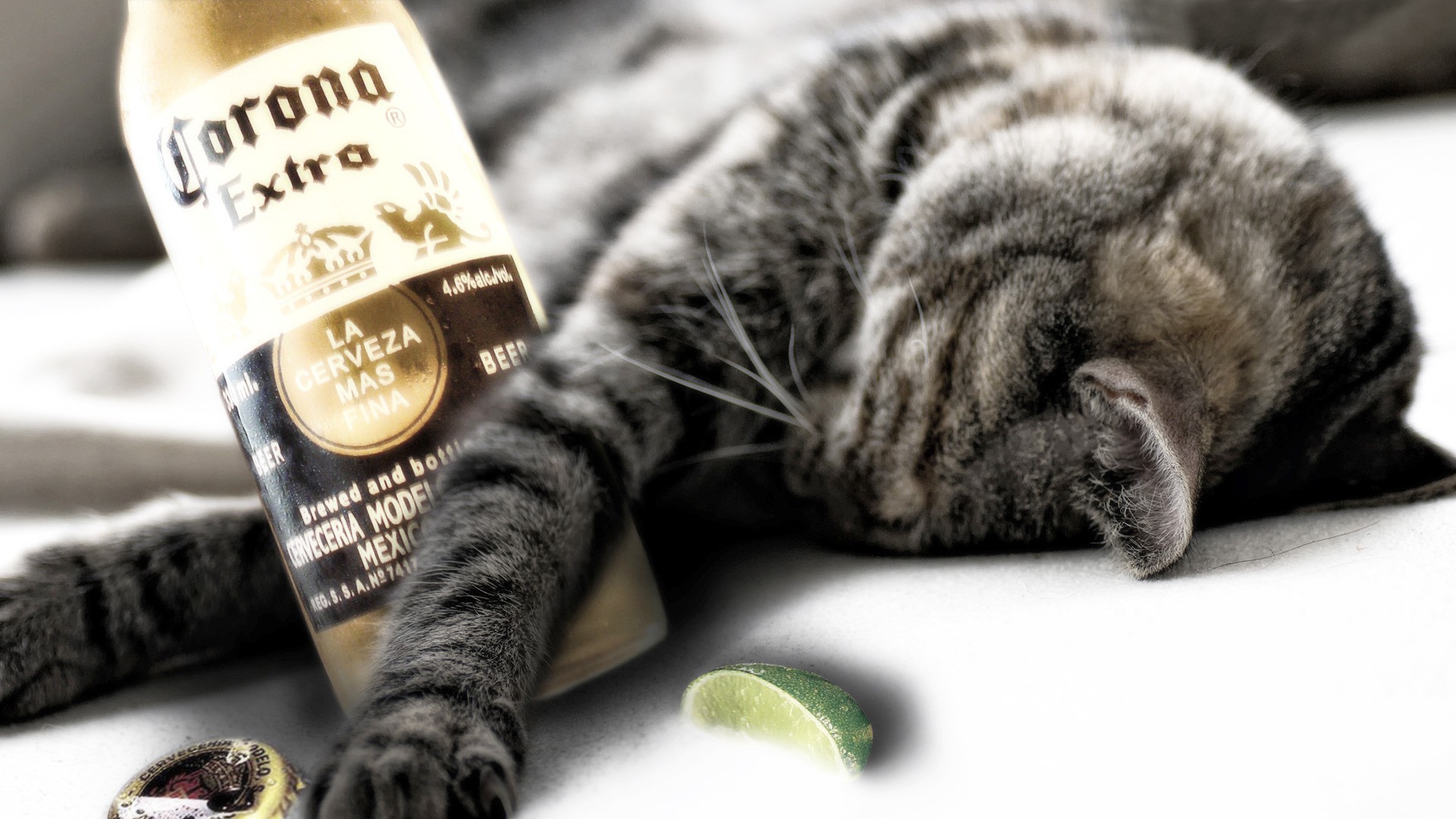 Gatto tigrato, Corona Extra, Birra, Divertente, Lime, 16:9 Full HD, sfondo widescreen