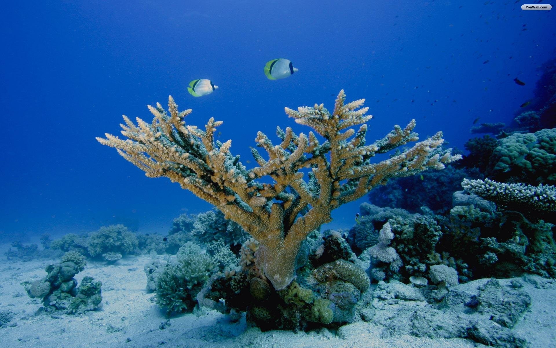 Mare, Subacqueo, Corallo, Pesci tropicali, Barriera corallina, Full HD, sfondo desktop