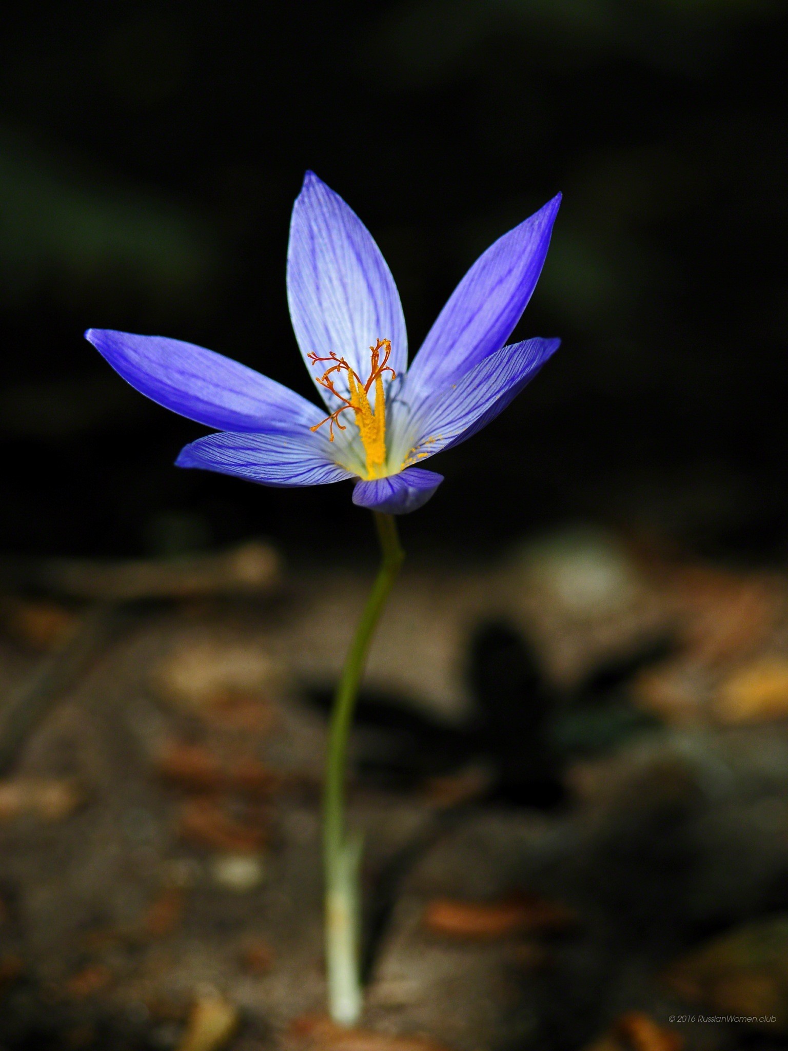 Croco, Fiore viola, Sfondo scuro, schermata di blocco del cellulare
