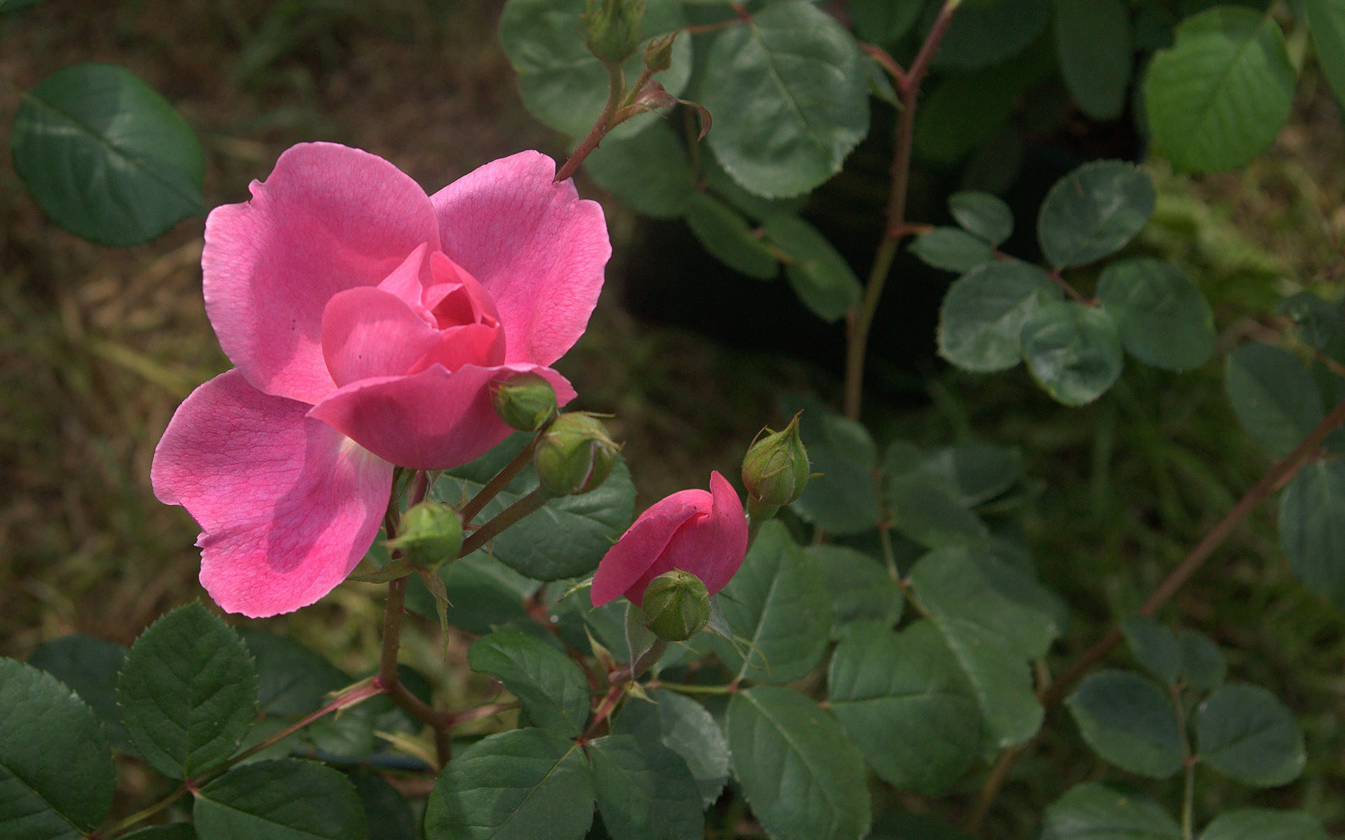 Rosa selvatica, Rosa canina, Fiori rosa, Cespuglio, Full HD, sfondo Windows 11