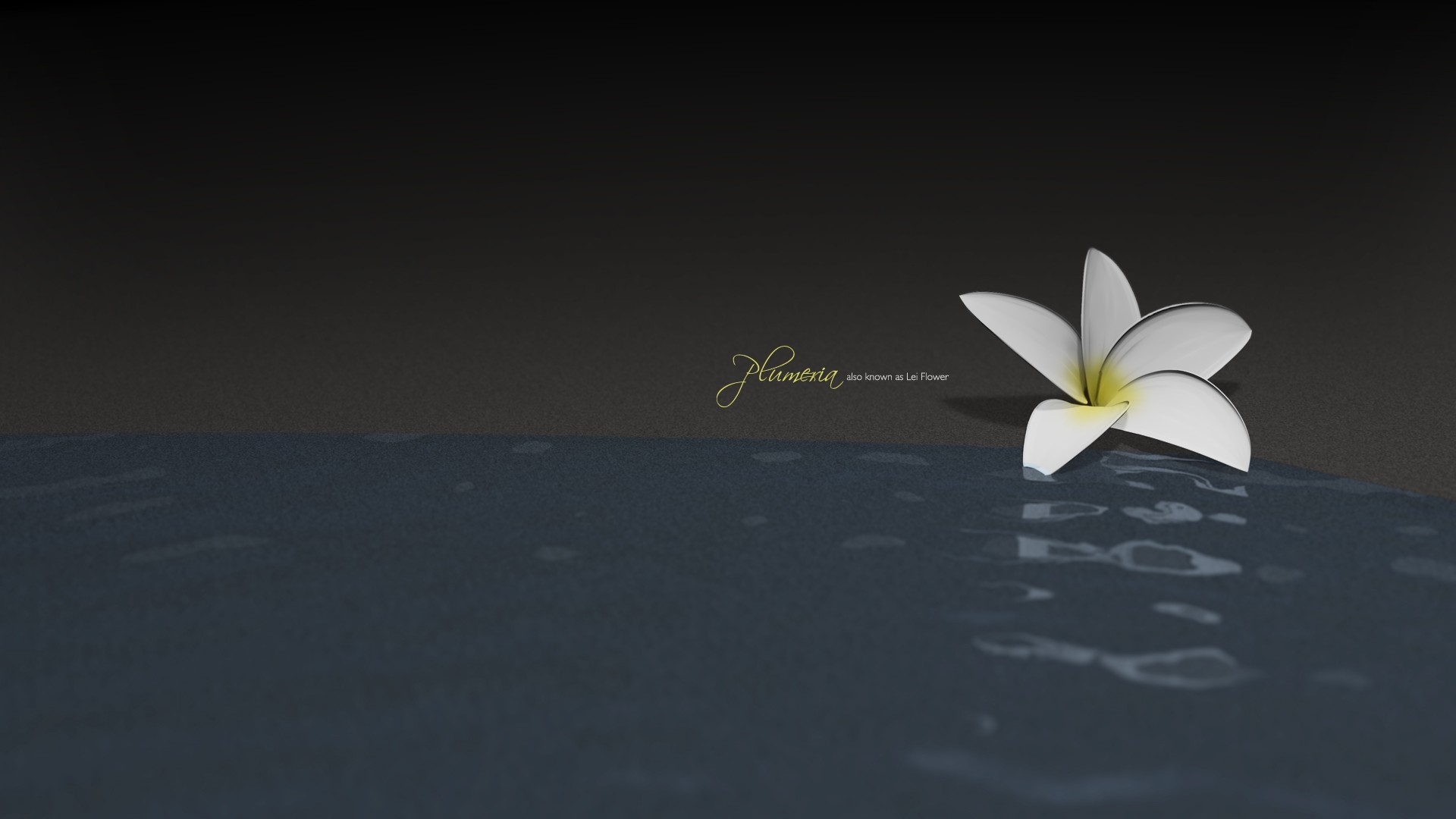 Plumeria, Fiore bianco, Acqua scura, Minimalismo, Full HD, sfondo per il tuo desktop