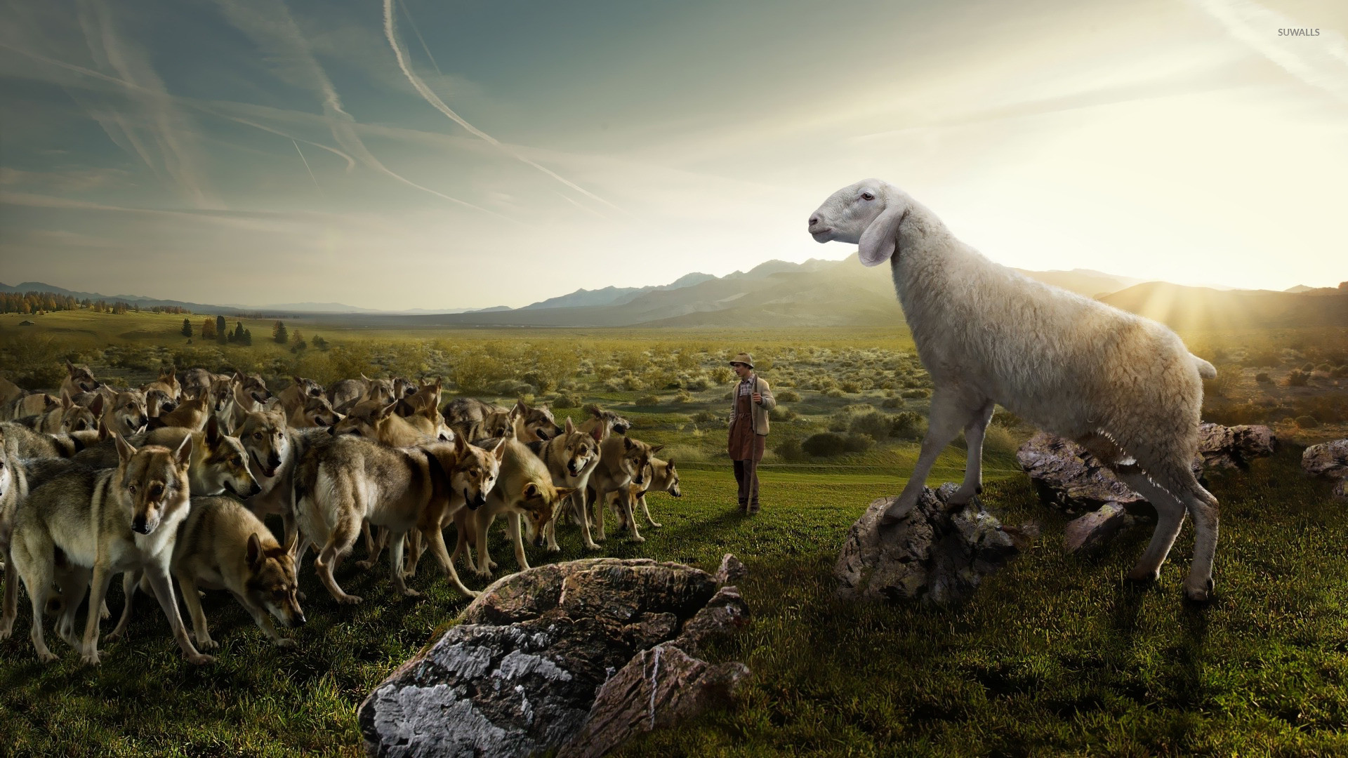 Lupi, Pecora, Branco, Fotomontaggio, Prateria, Full HD, sfondo Windows 11