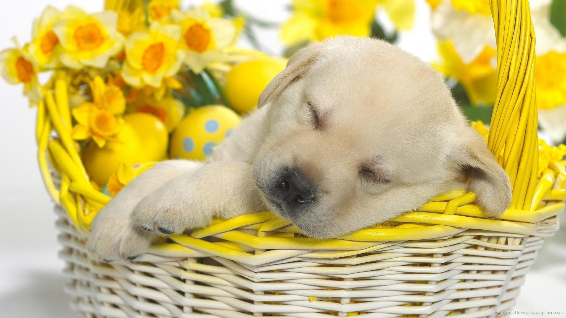 Labrador retriever, Cucciolo, Cestino pasquale, Narcisi, Uova di Pasqua, sfondo desktop 1080p