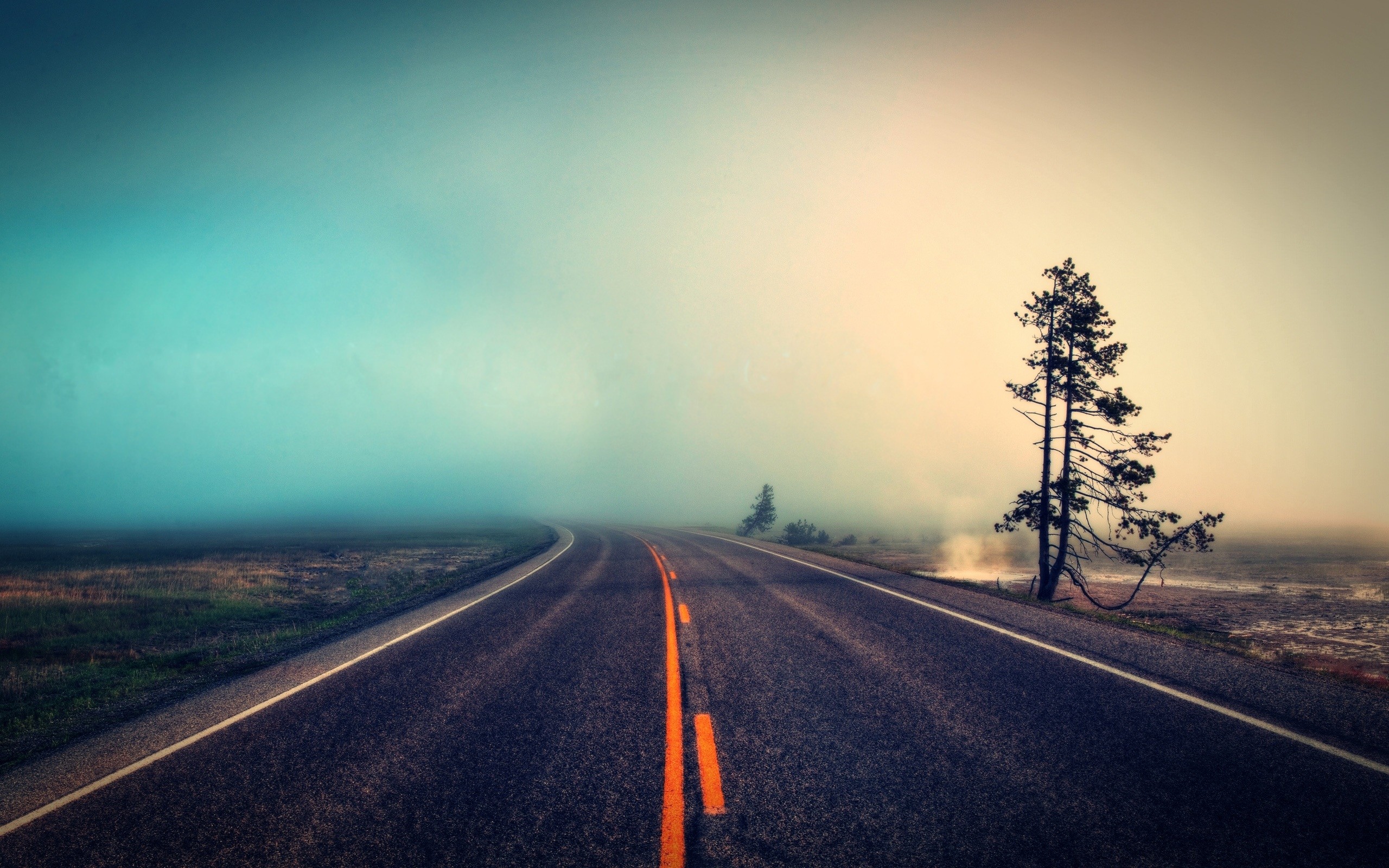 Strada, Albero solitario, Nebbia, Asfalto, 2K, sfondo per PC e portatile