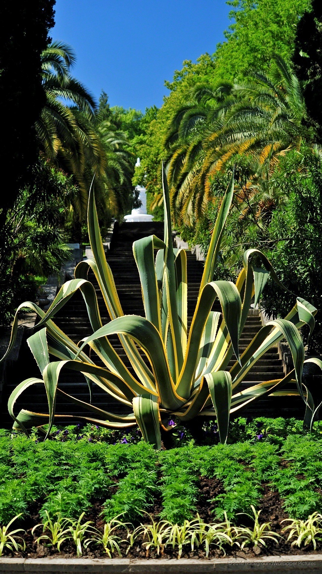 Agave, Giardino, Palme, Verde, Full HD, wallpaper per smartphone
