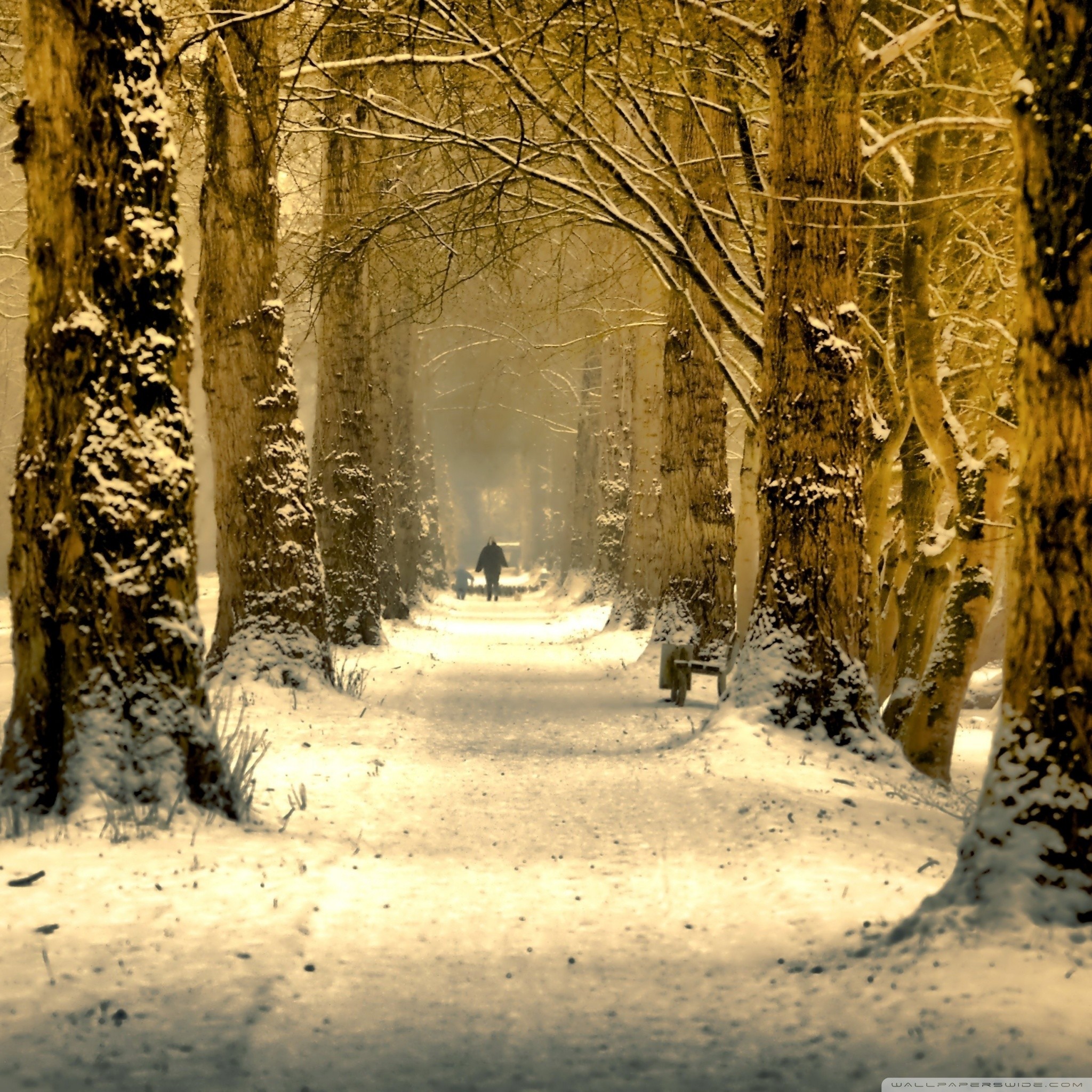 Viale alberato, Neve, Inverno, Foresta, wallpaper iPad