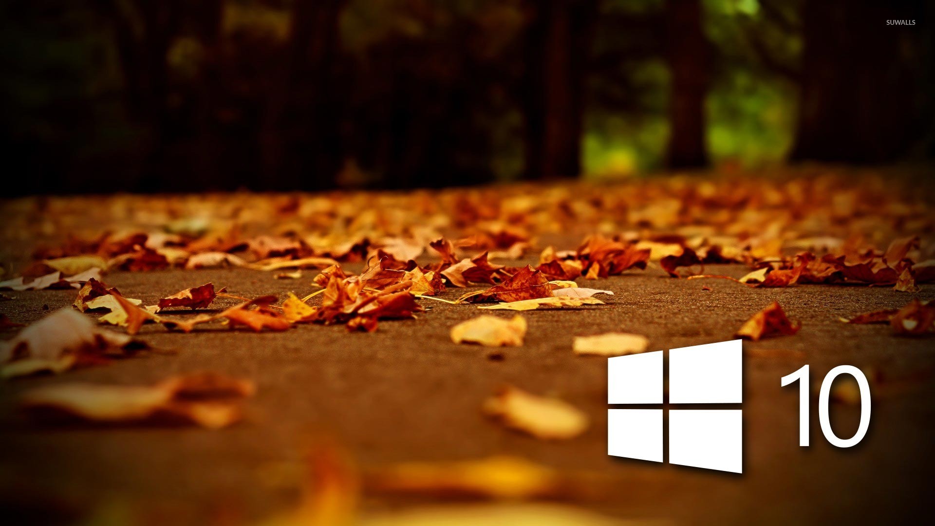 Windows 10, Logo Windows, Foglie autunnali, Autunno, Full HD 1080p, sfondo desktop