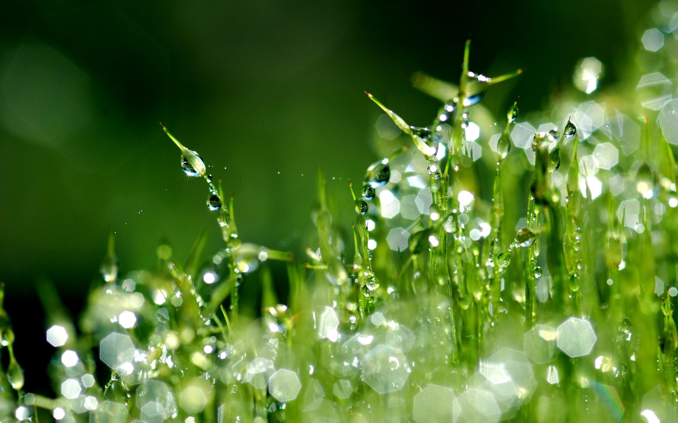 Erba, Gocce di rugiada, Macro, Verde, 2K, sfondo per il tuo desktop