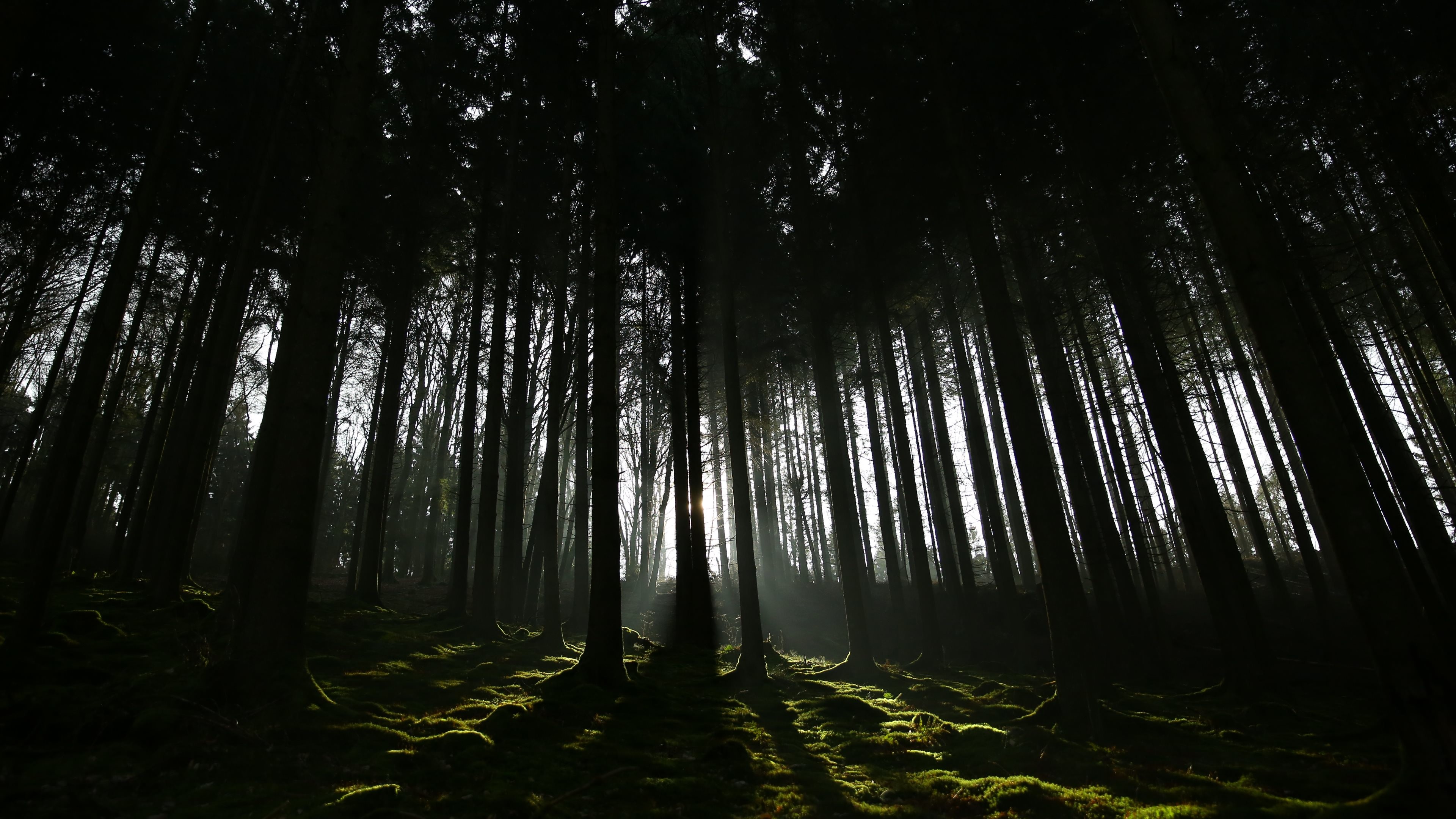 Foresta di pini, Muschio, Controluce, Ombre, 16:9 4K, sfondo widescreen