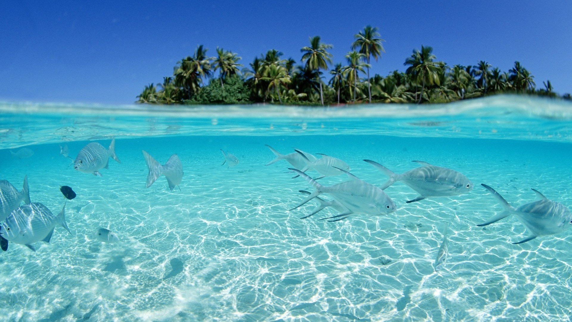 Vista subacquea, Pesci, Isola tropicale, Palme, 1920x1080, immagine di sfondo