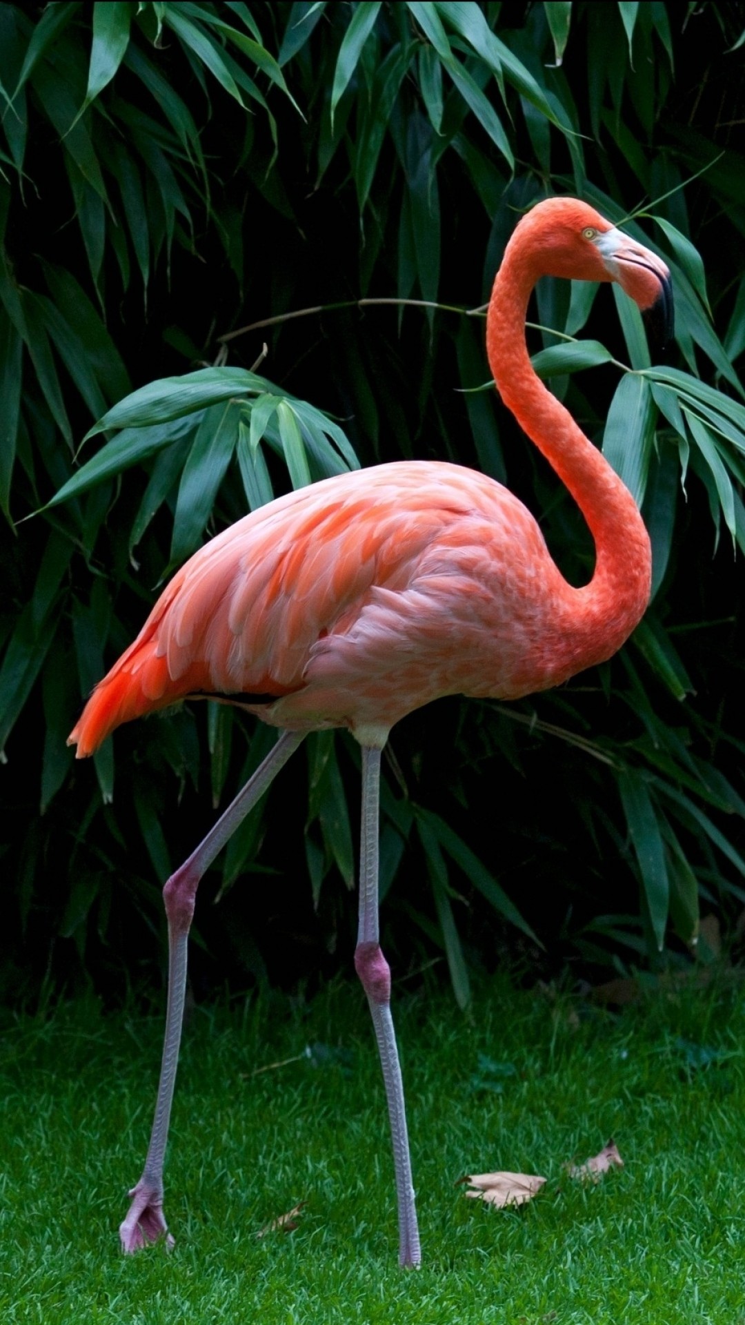 Fenicottero rosa, Bambù, Prato, Verticale, Full HD, sfondo per iPhone e Android