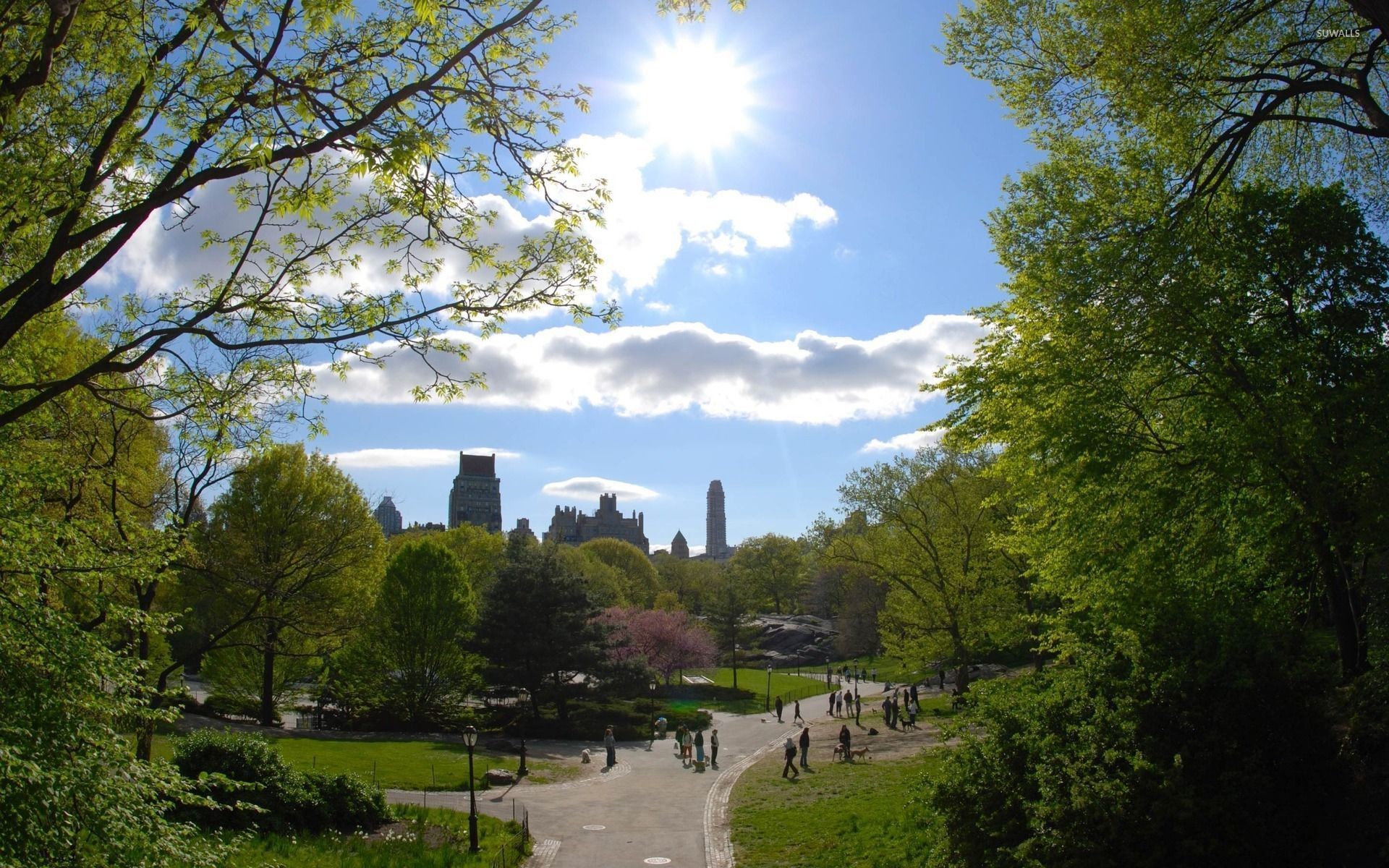 Central Park, Manhattan, Alberi, Sole, 1920x1200, sfondo MacBook Pro