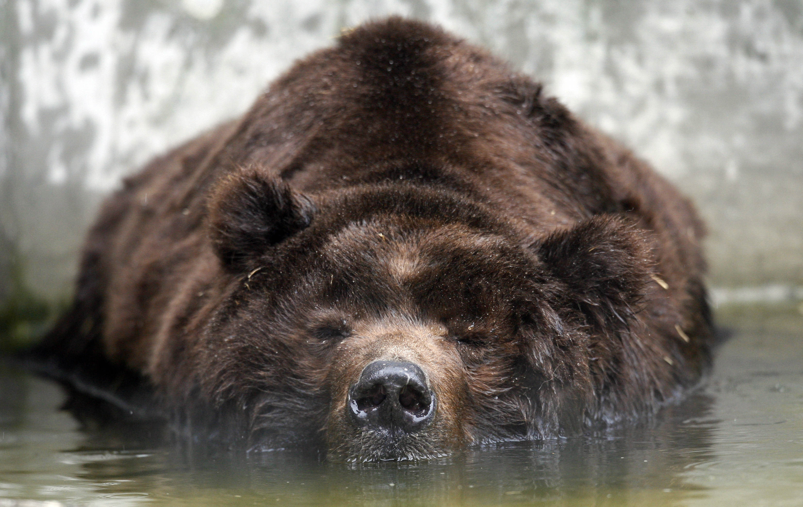 Orso bruno, Acqua, Animale selvatico, 2K, wallpaper per PC