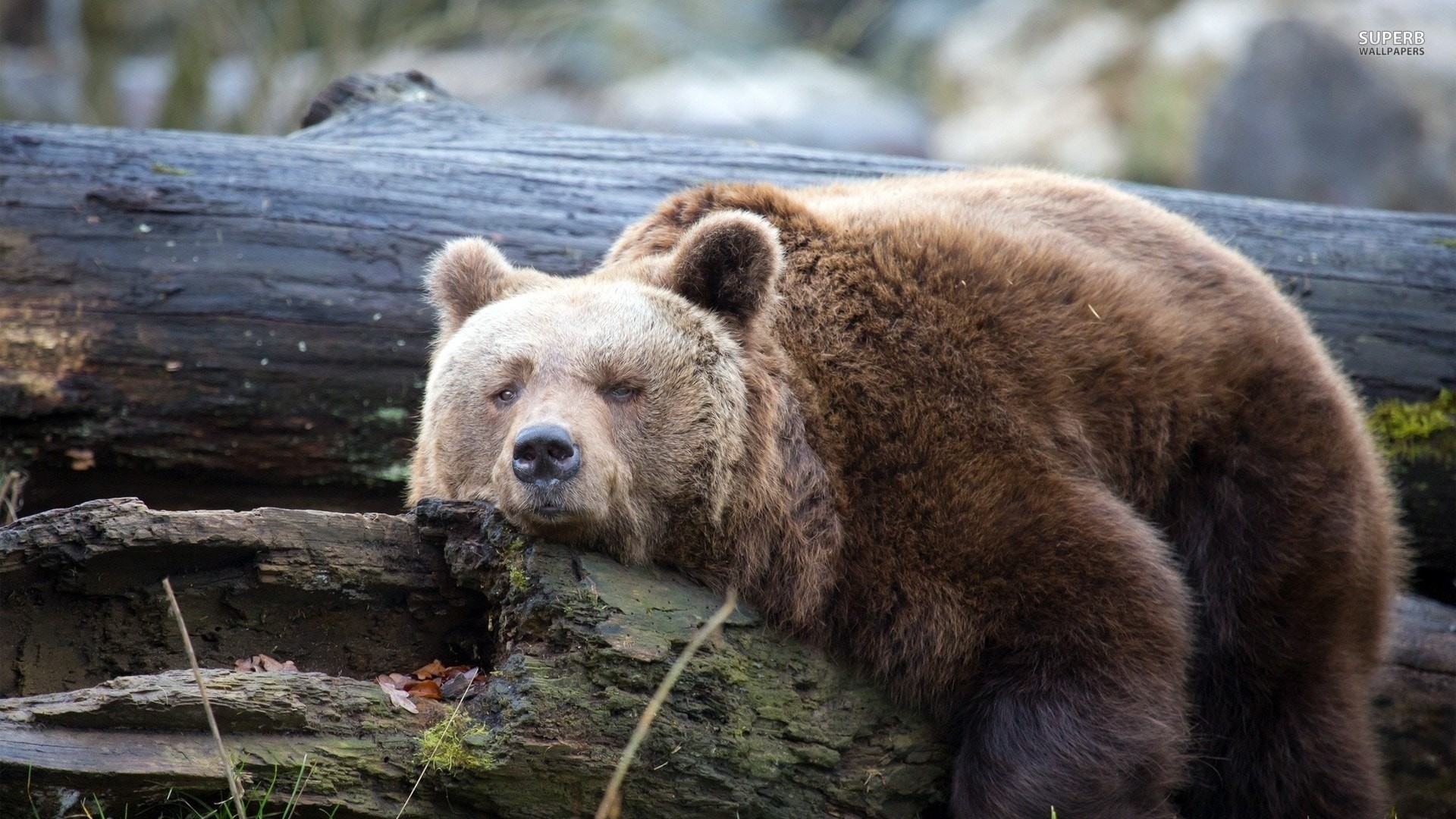 Orso bruno, Tronco, Riposo, Sonno, Full HD, sfondo desktop