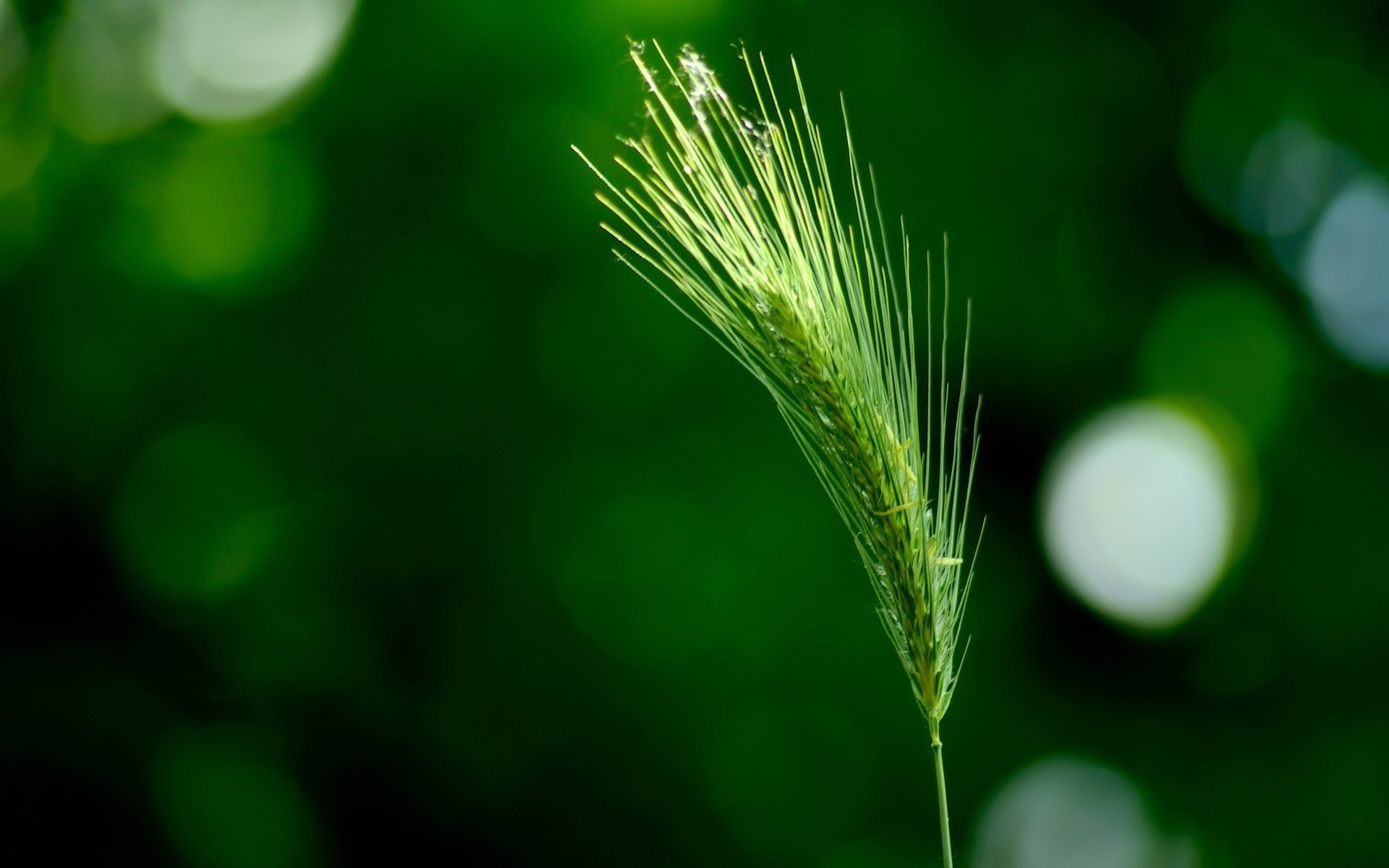 Spiga, Bokeh, Verde, Macro, 1920x1200, wallpaper desktop