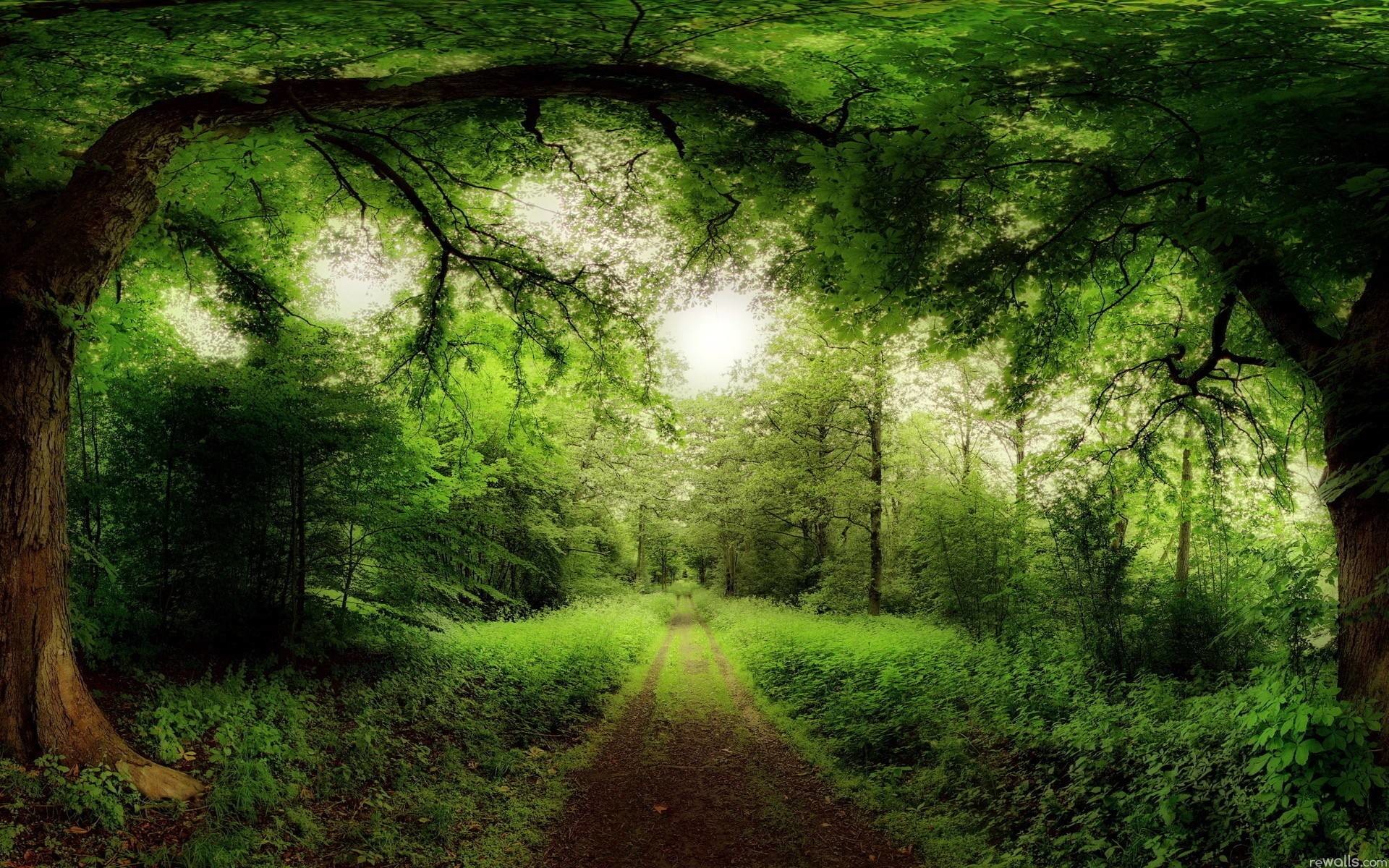 Sentiero, Tunnel di alberi, Bosco verde, Luce, 16:10 Full HD, sfondo widescreen