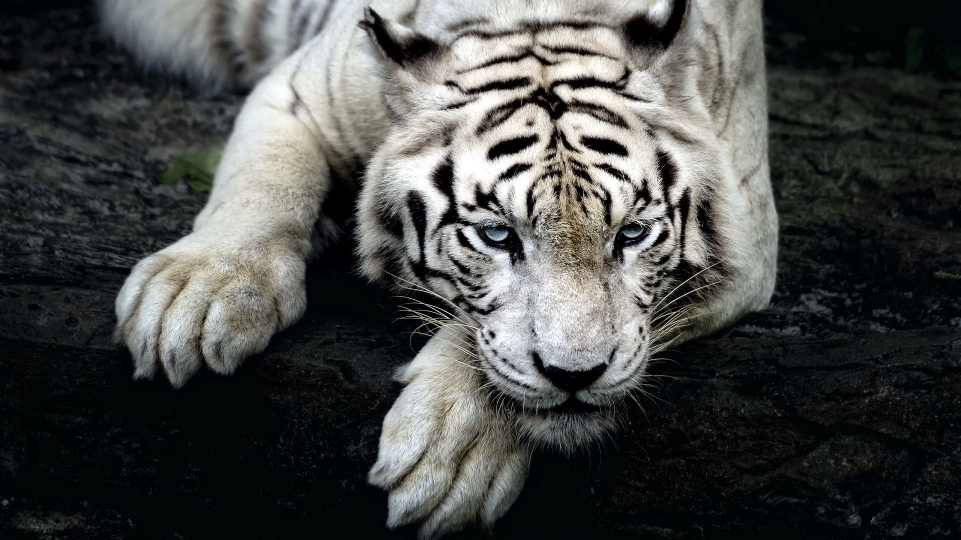 Tigre bianca, Animali, Felino, Full HD, wallpaper per portatile
