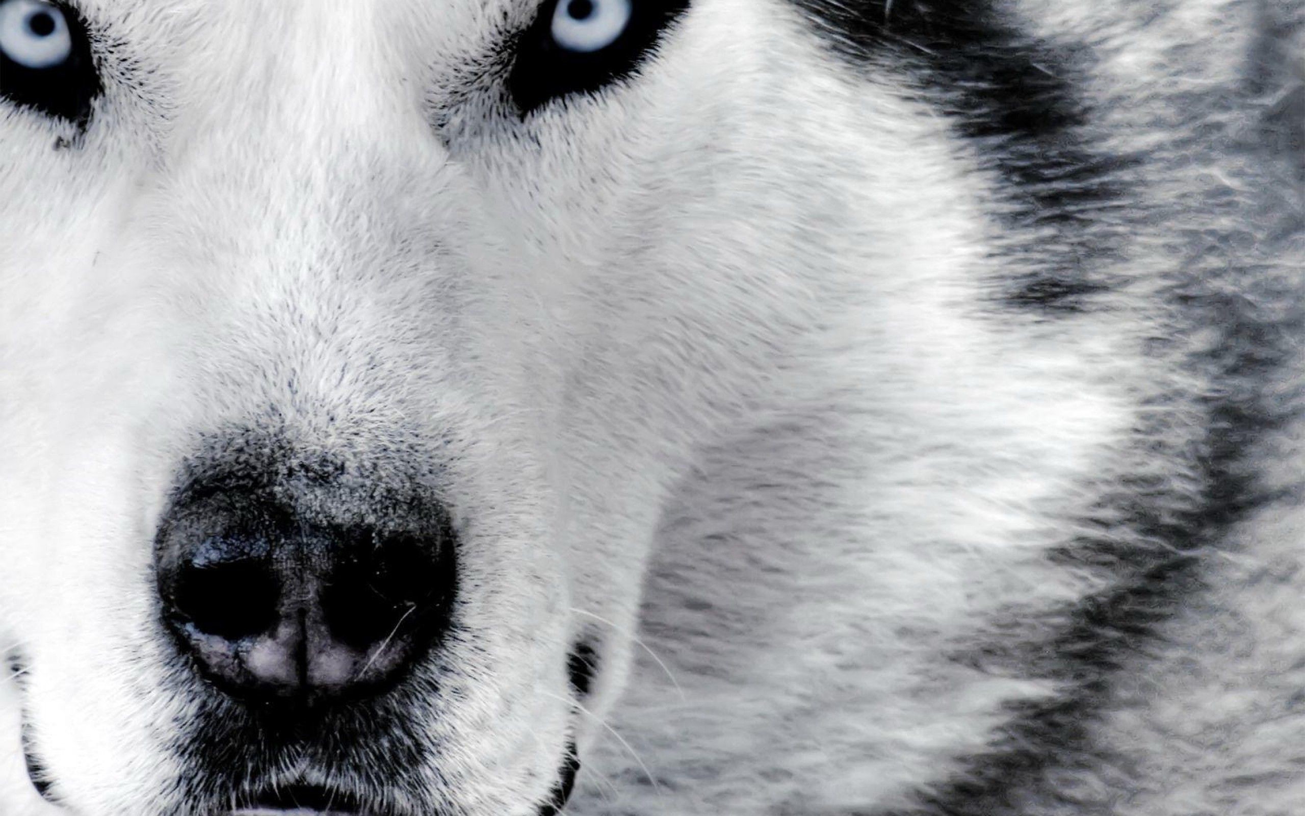 Husky, Muso, Occhi azzurri, Primo piano, 2K, sfondo per PC