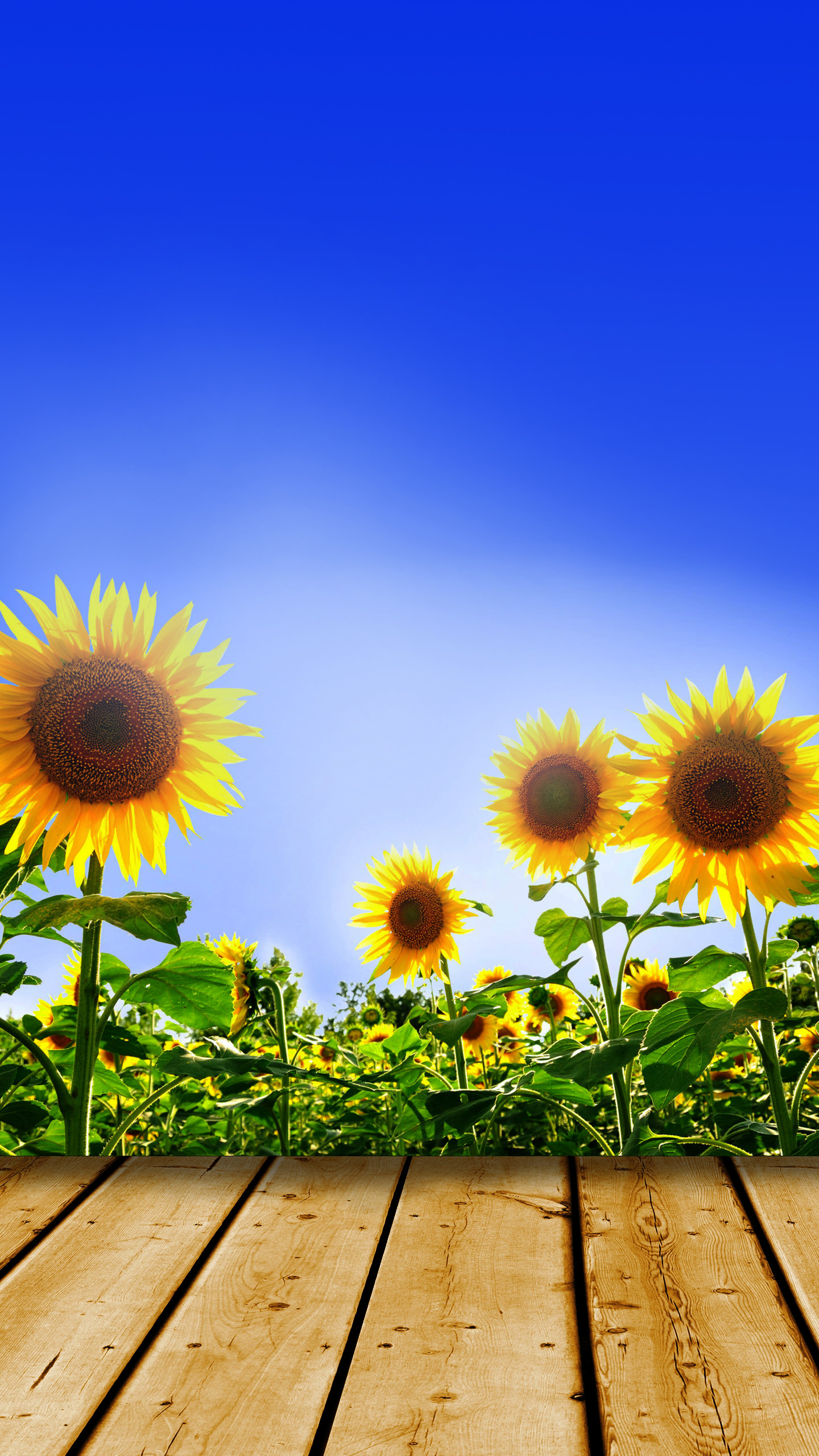 Girasoli, Pavimento in legno, Cielo azzurro, Estate, sfondo per Galaxy S7 Edge