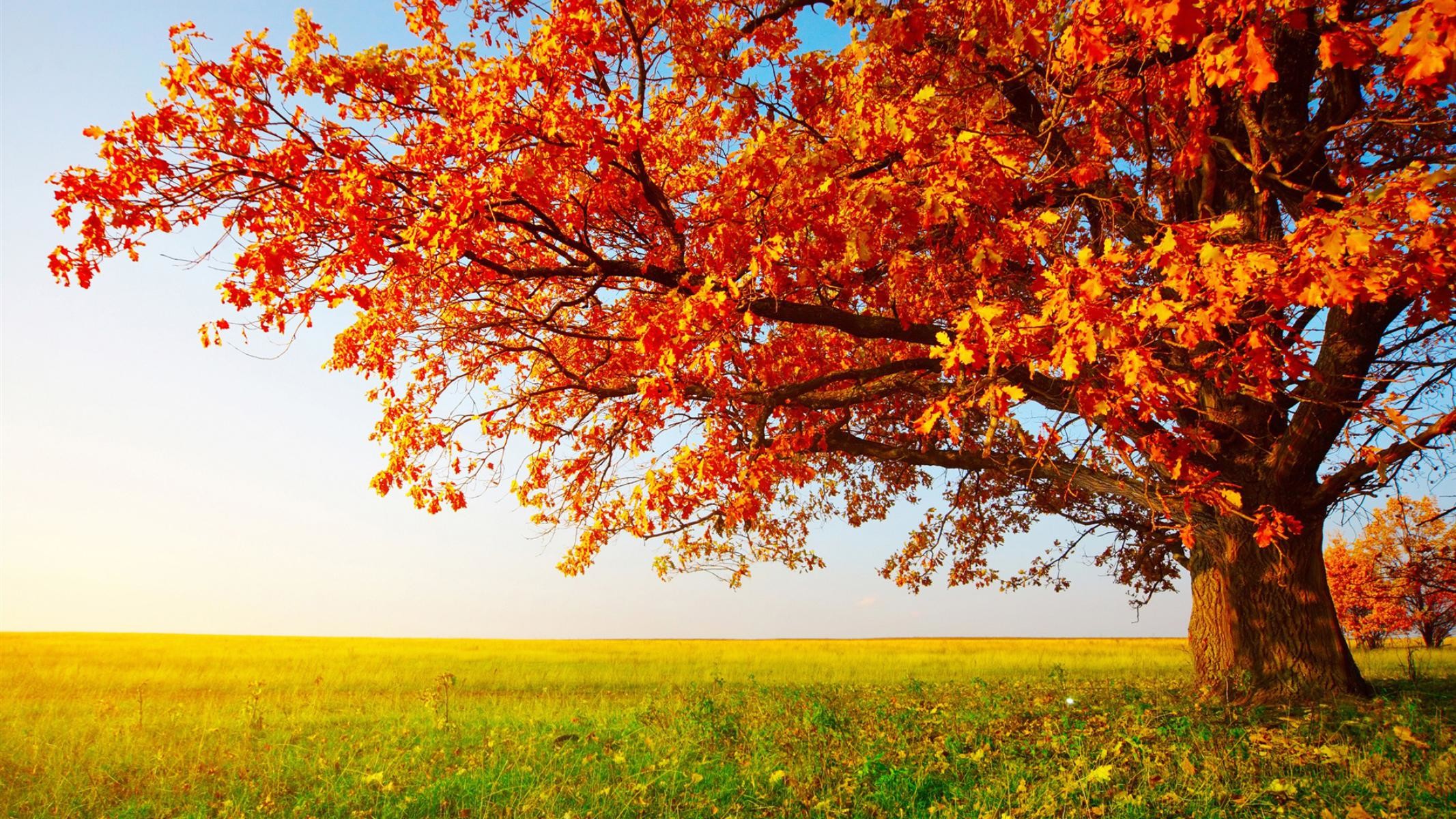 Albero autunnale, Foglie arancioni, Prato, Autunno, Full HD, sfondo Windows 11