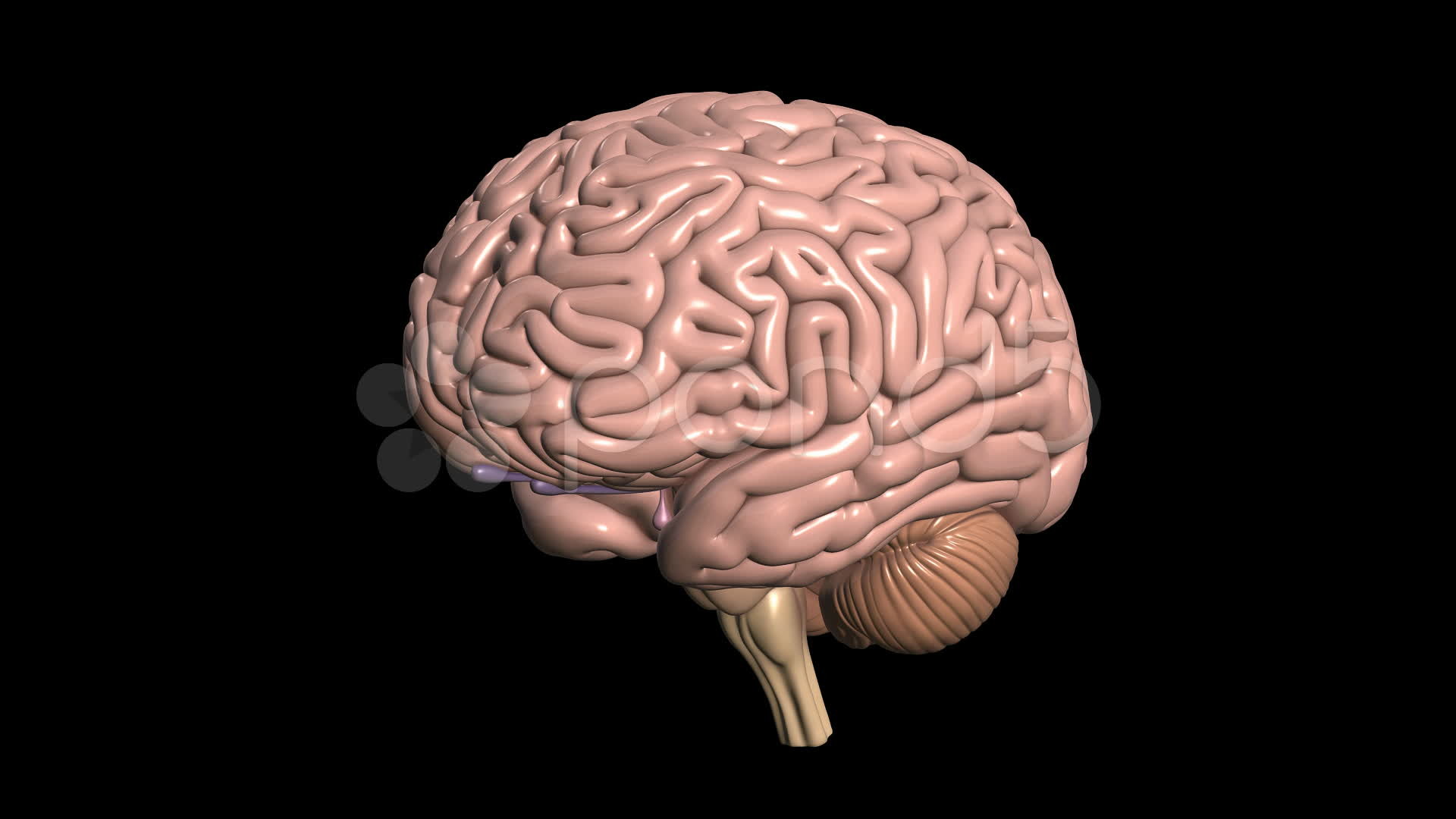Cervello, Anatomia, Rendering 3D, Sfondo nero, 1920x1080, wallpaper desktop