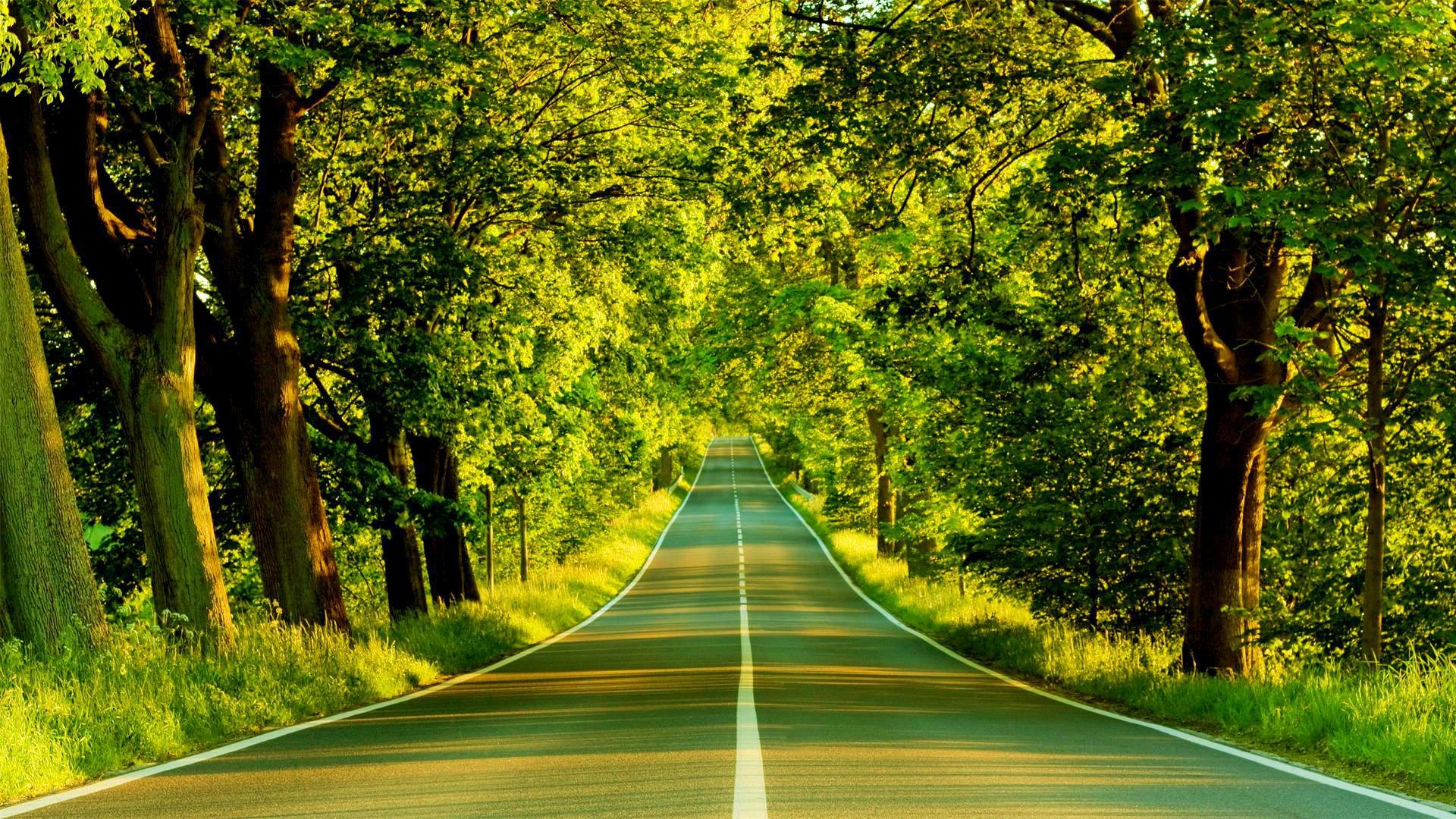 Strada, Alberi, Viale verde, Estate, sfondo per il tuo desktop