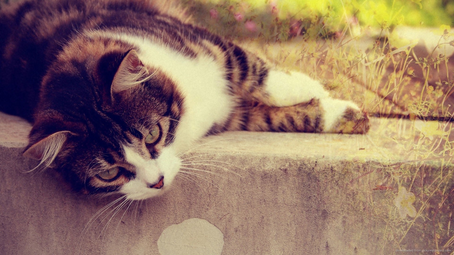 Gatto, Riposo, Vintage, Toni caldi, Full HD, sfondo per PC