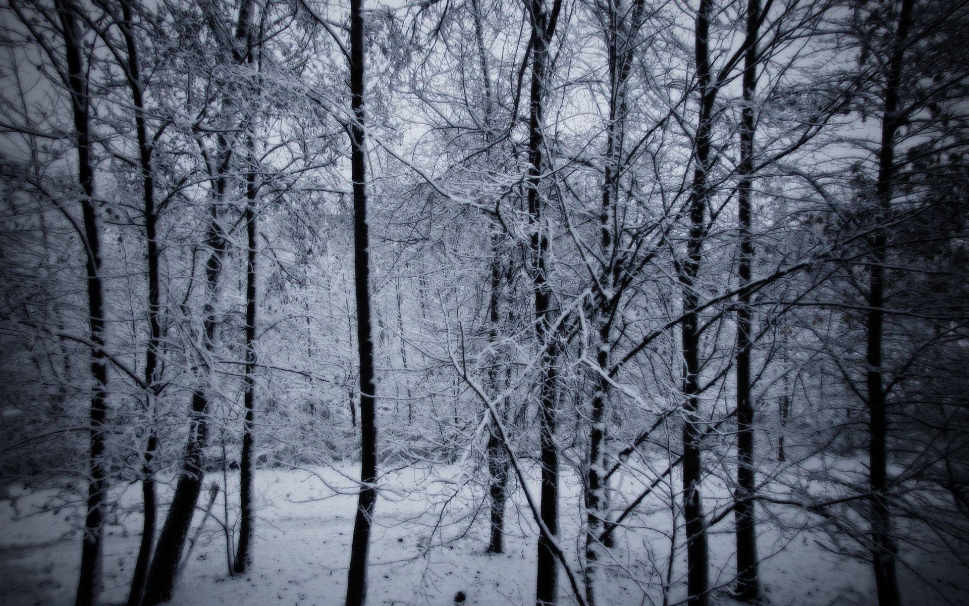 Bosco innevato, Inverno, Alberi spogli, Toni freddi, 1920x1200, immagine di sfondo