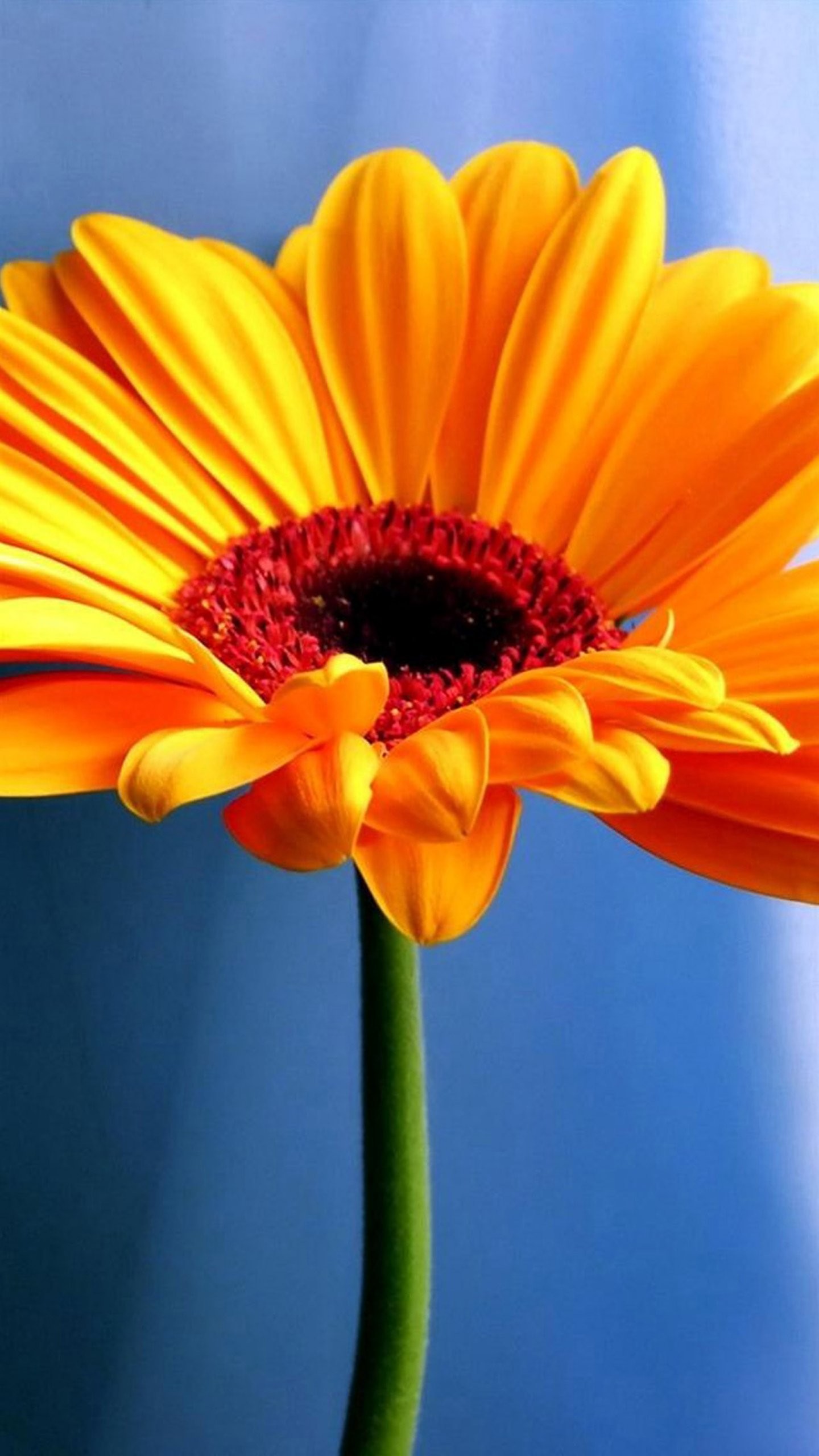 Gerbera, Fiore arancione, Sfondo blu, wallpaper per iPhone e Android