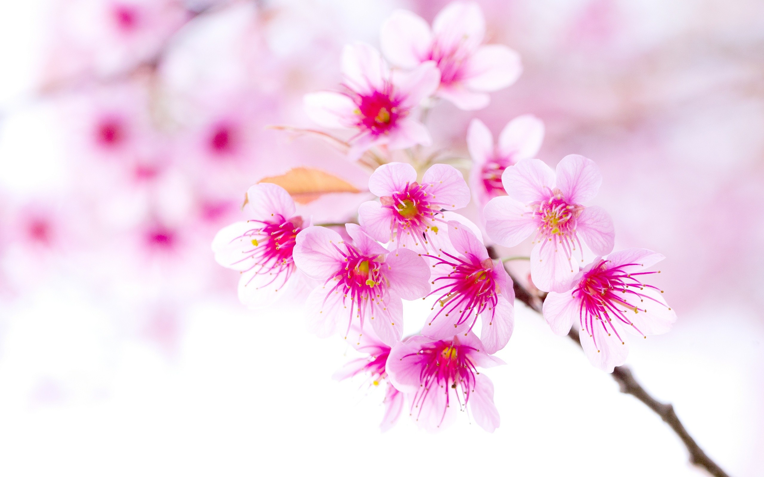 Fiori di ciliegio, Prunus cerasoides, Sfondo bianco, Fucsia, 2K, wallpaper per portatile