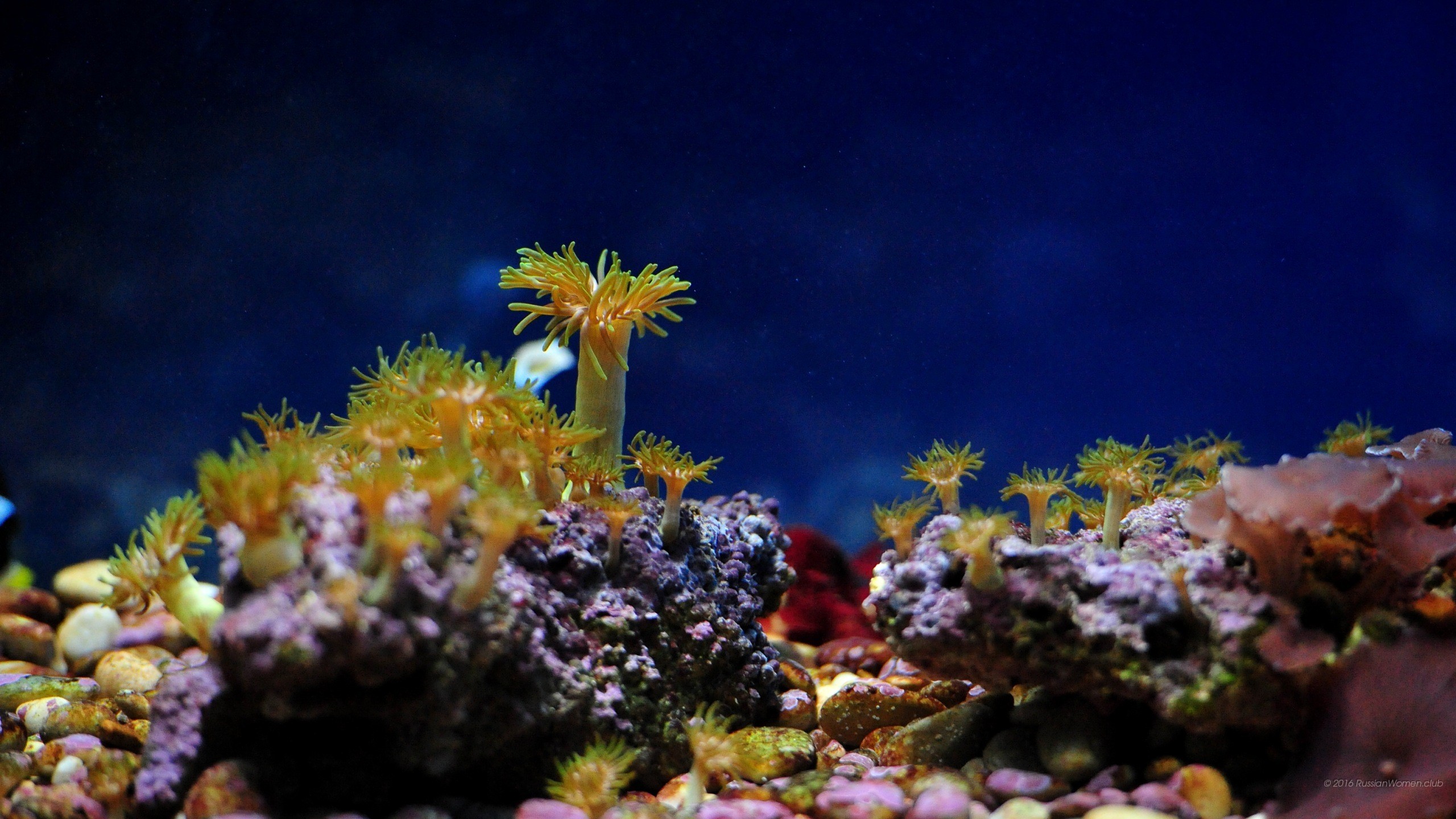 Coralli, Anemoni, Sott'acqua, 2K, sfondo per il tuo computer