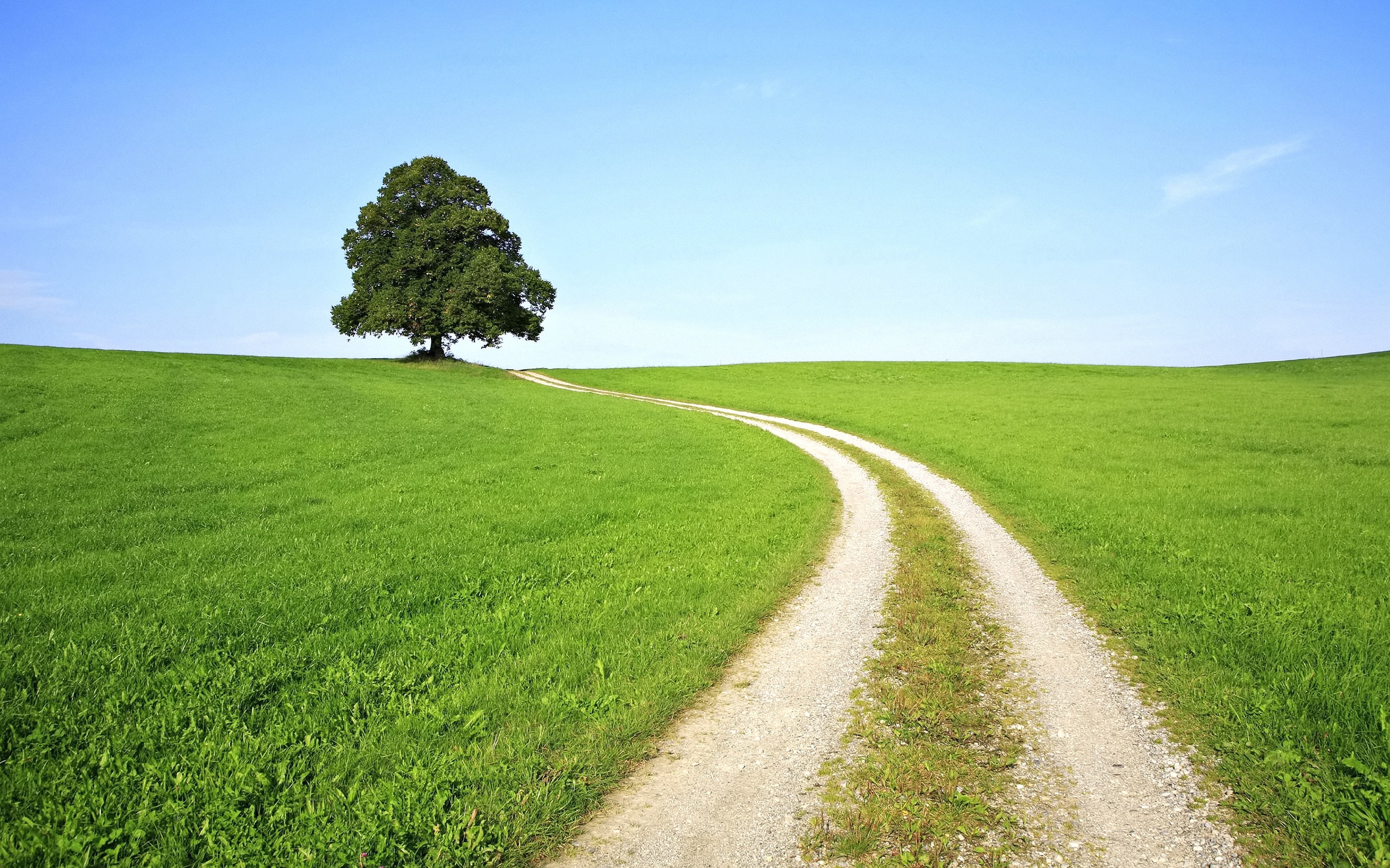 Albero solitario, Sentiero, Prato verde, Cielo azzurro, 2K, sfondo per PC e portatile