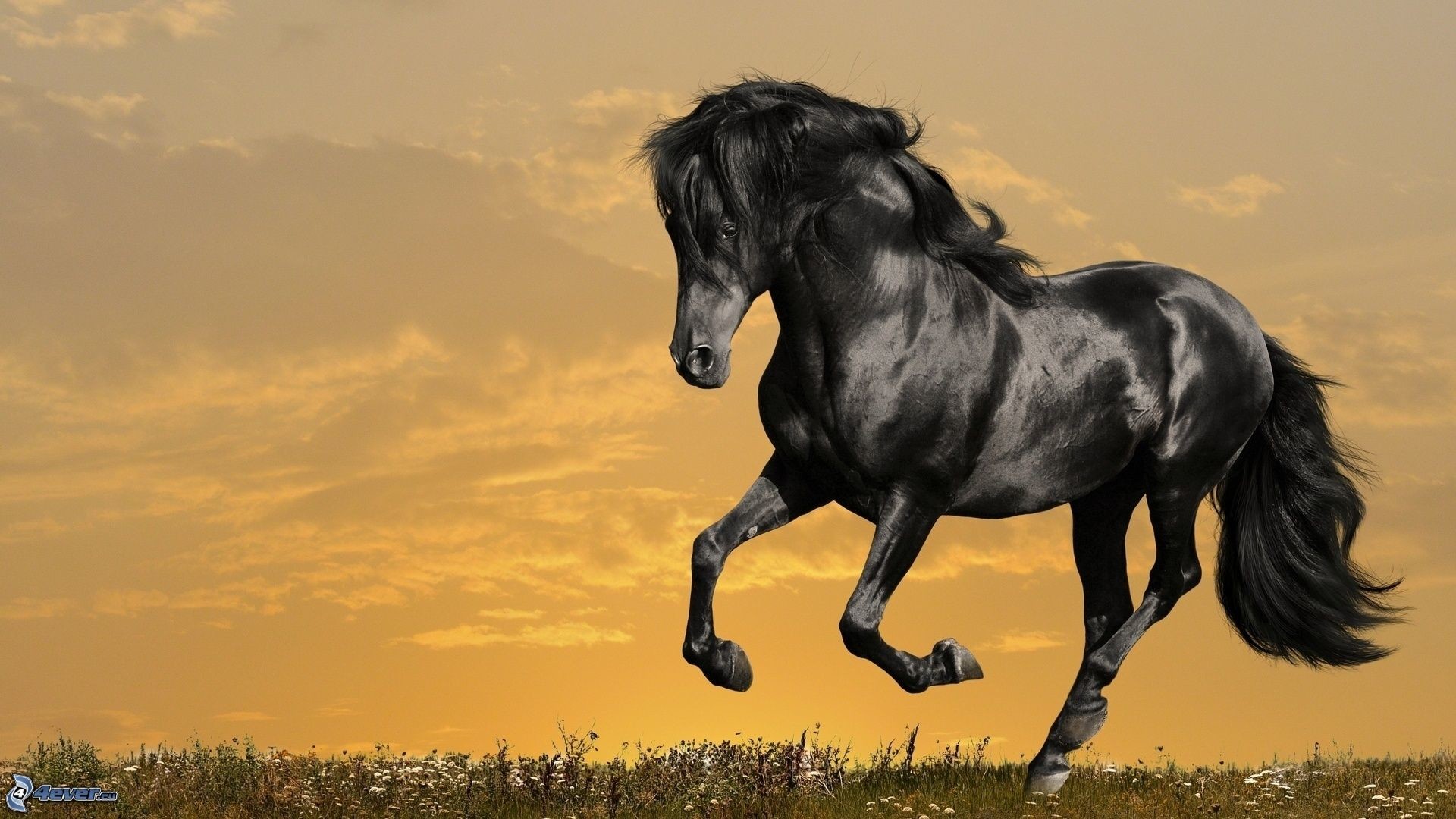 Cavallo nero, Galoppo, Cielo arancione, Full HD, wallpaper desktop
