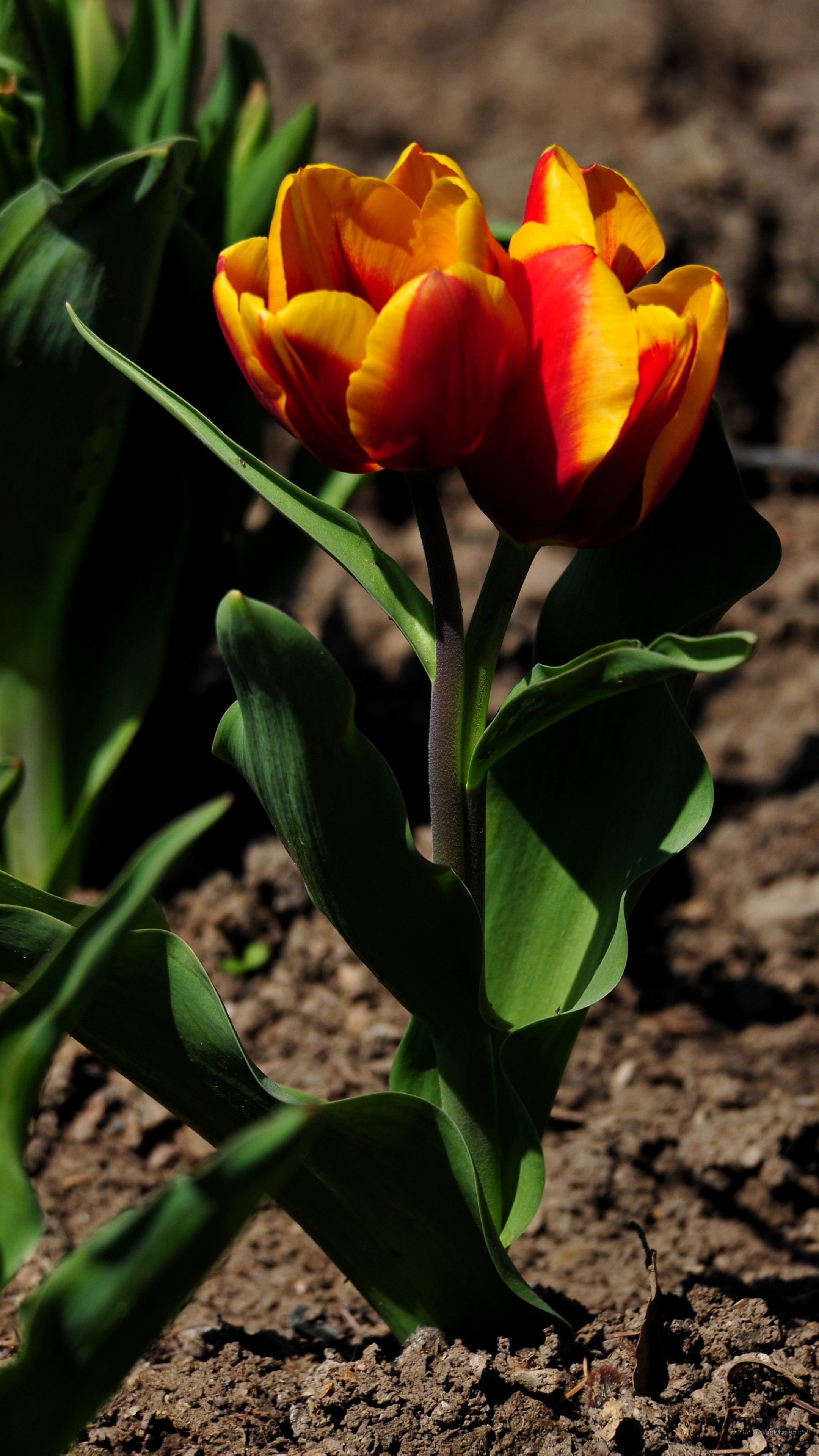 Tulipano, Fiore arancione, Terra, QHD+, sfondo per smartphone