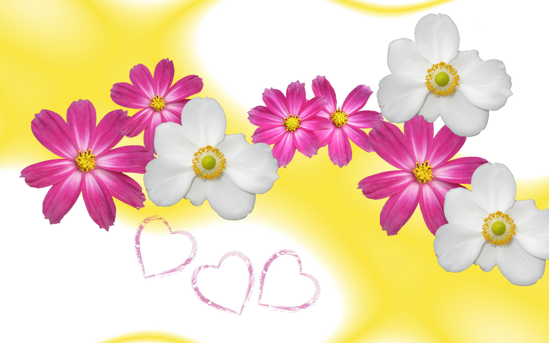 Cosmos, Anemoni bianchi, Cuori, Illustrazione, Full HD, wallpaper per computer