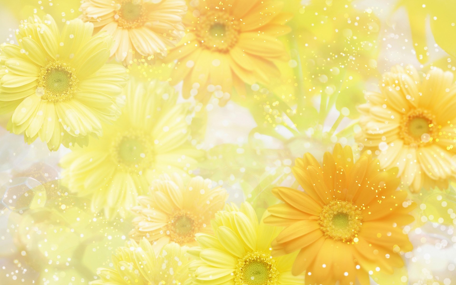 Gerbere, Fiori gialli, Toni pastello, Full HD, sfondo per PC e portatile