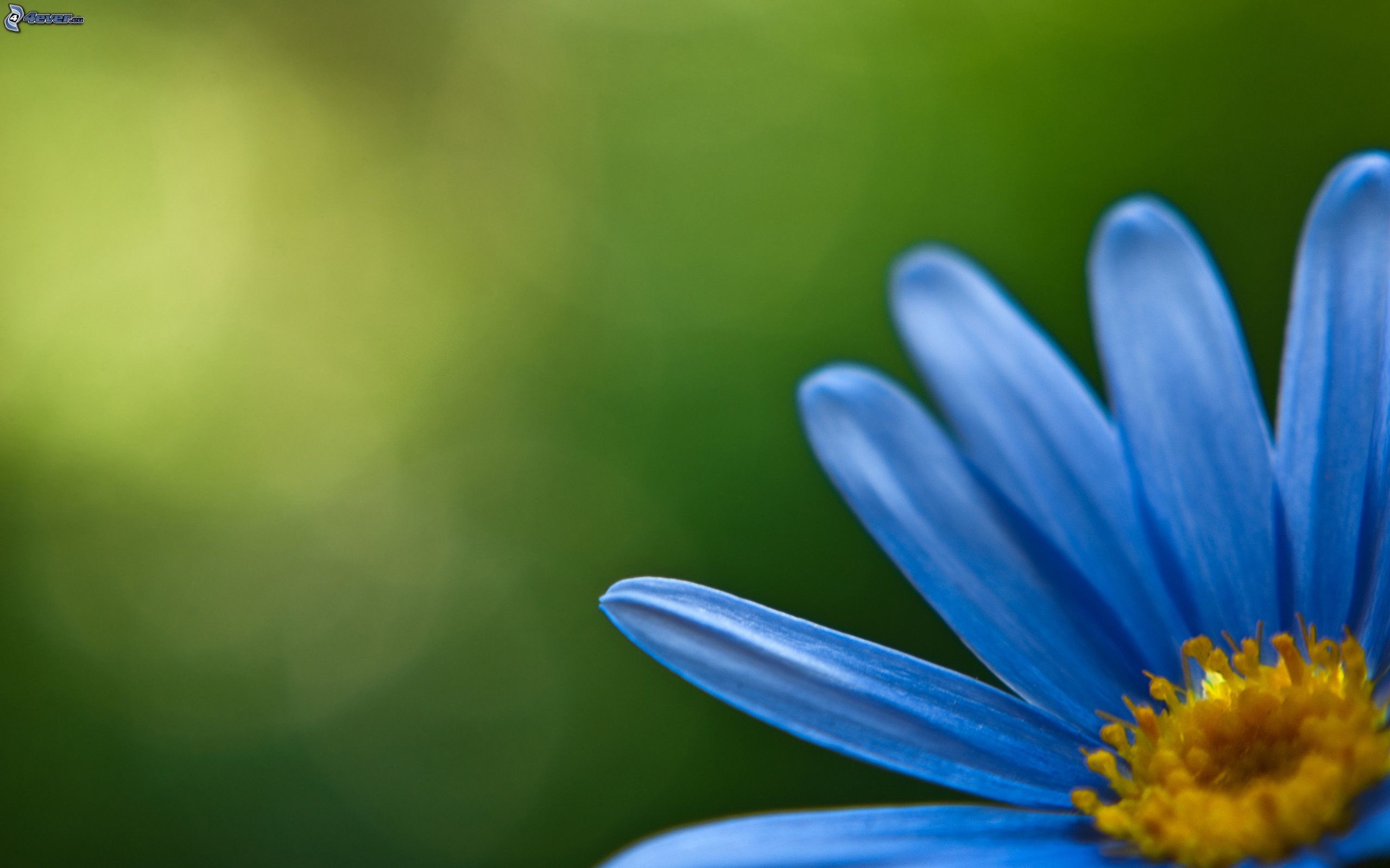 Margherita blu, Fiore, Bokeh, Verde, 2560x1600, sfondo MacBook Pro