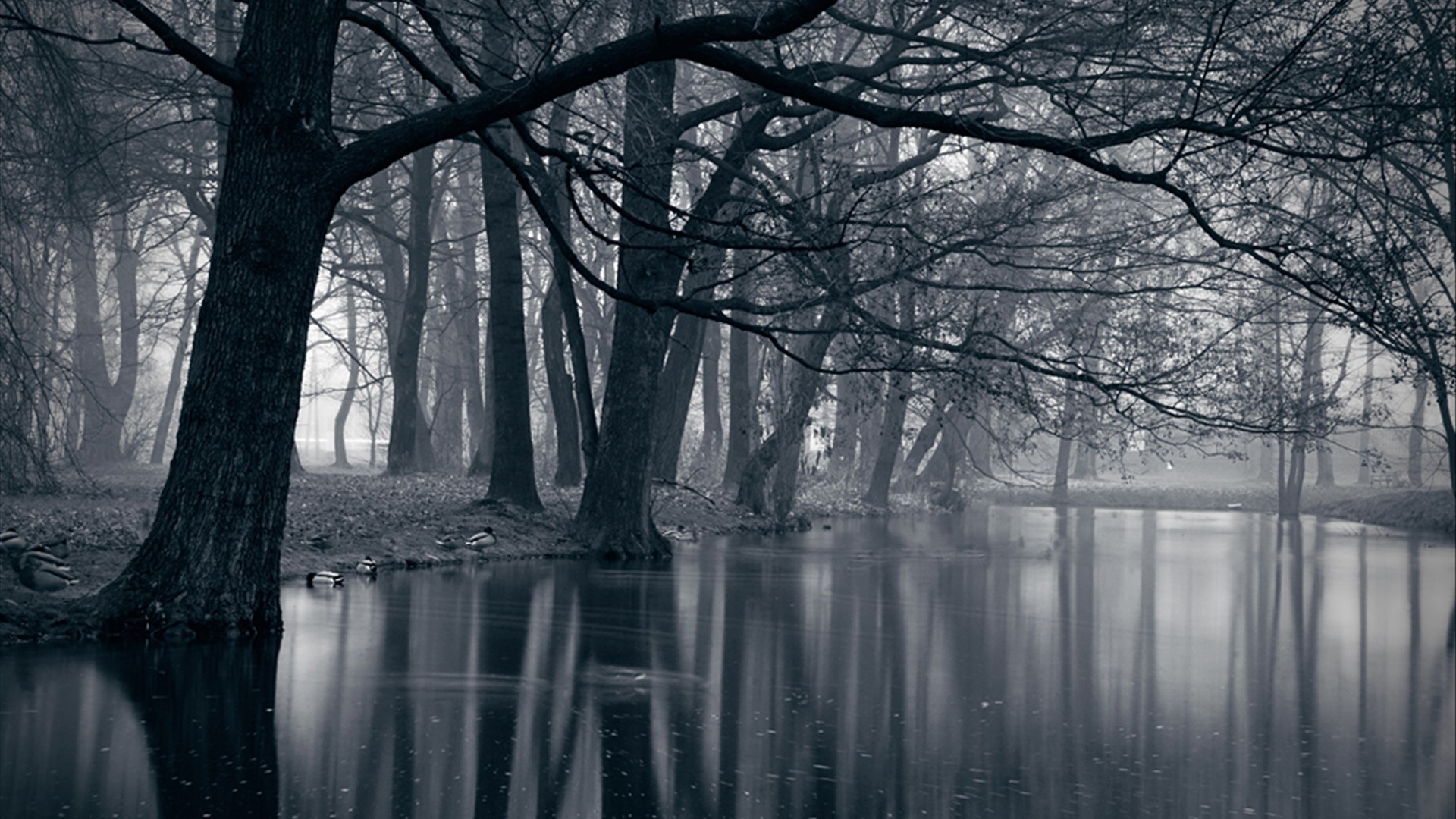Bosco allagato, Riflesso, Nebbia, Toni freddi, 1920x1080, sfondo per PC