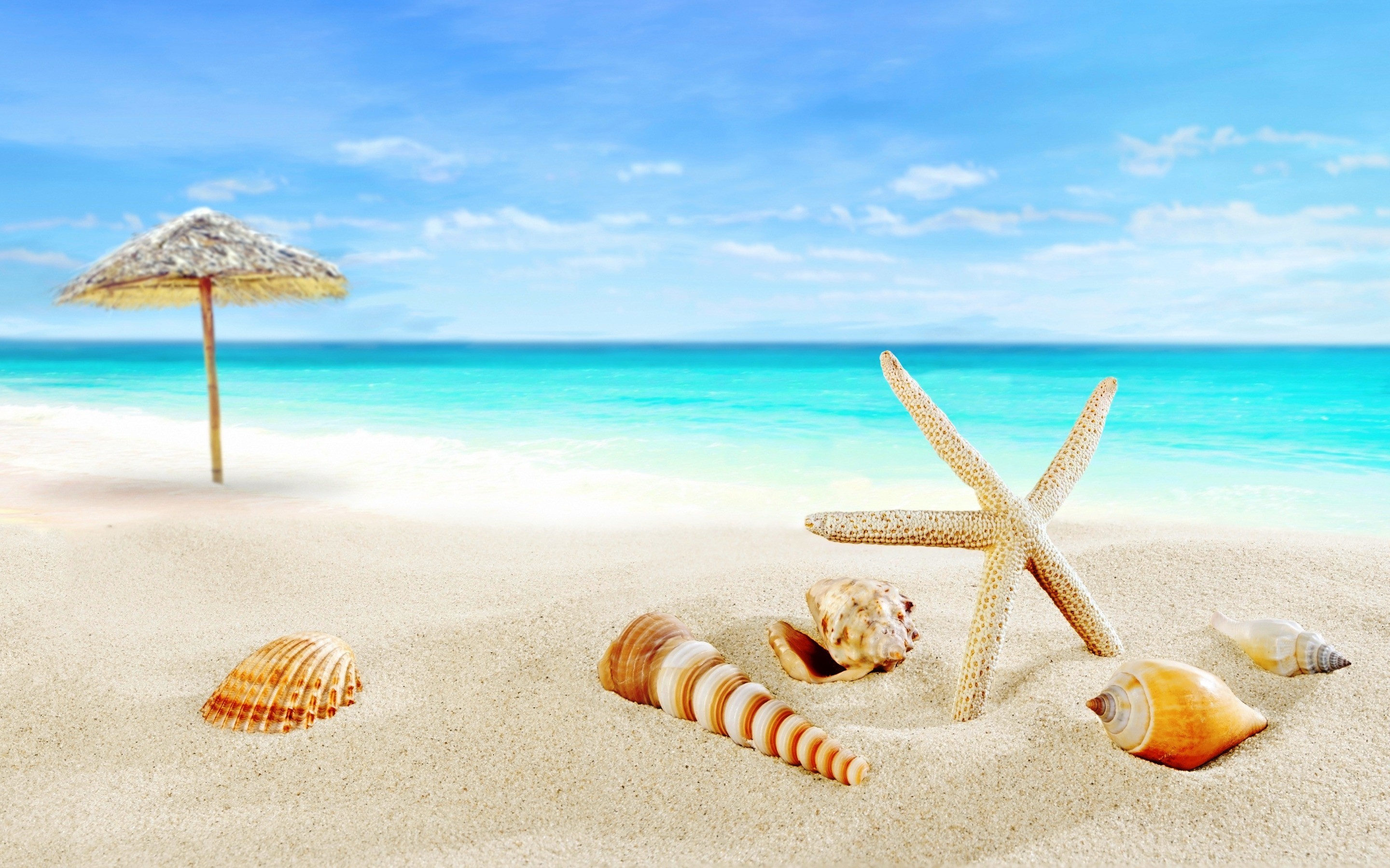 Conchiglie, Stella marina, Ombrellone di paglia, Spiaggia, Mare turchese, sfondo desktop 2K