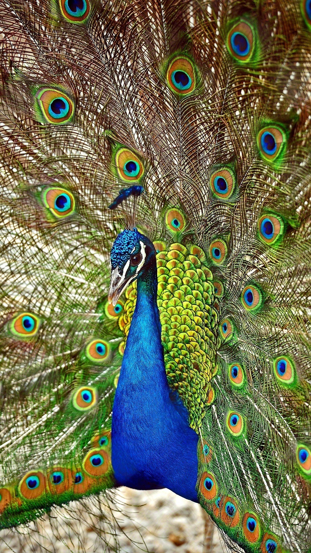 Pavone, Piume, Coda a ventaglio, Blu, 1080x1920, schermata di blocco iPhone