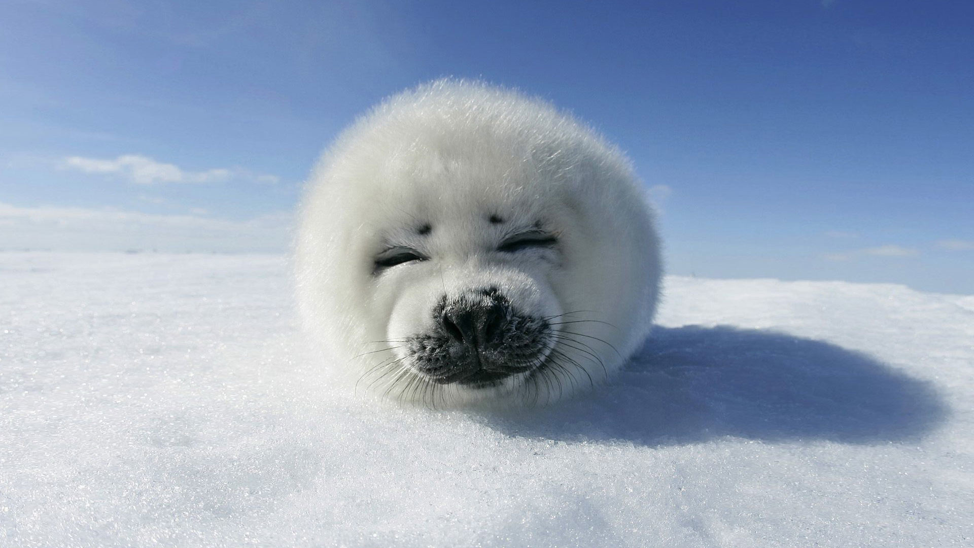 Cucciolo di foca, Foca, Neve, Cielo azzurro, 1920x1080, sfondo per PC