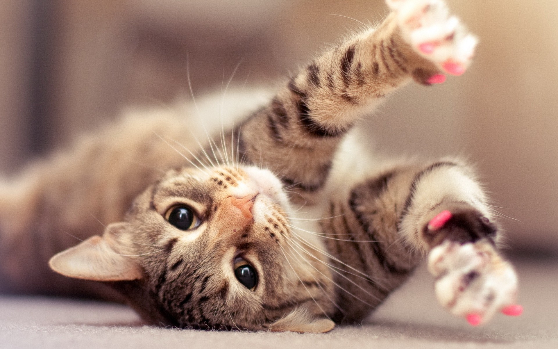 Gatto tigrato, Zampe alzate, Gioco, Sdraiato, 16:10 Full HD, sfondo widescreen