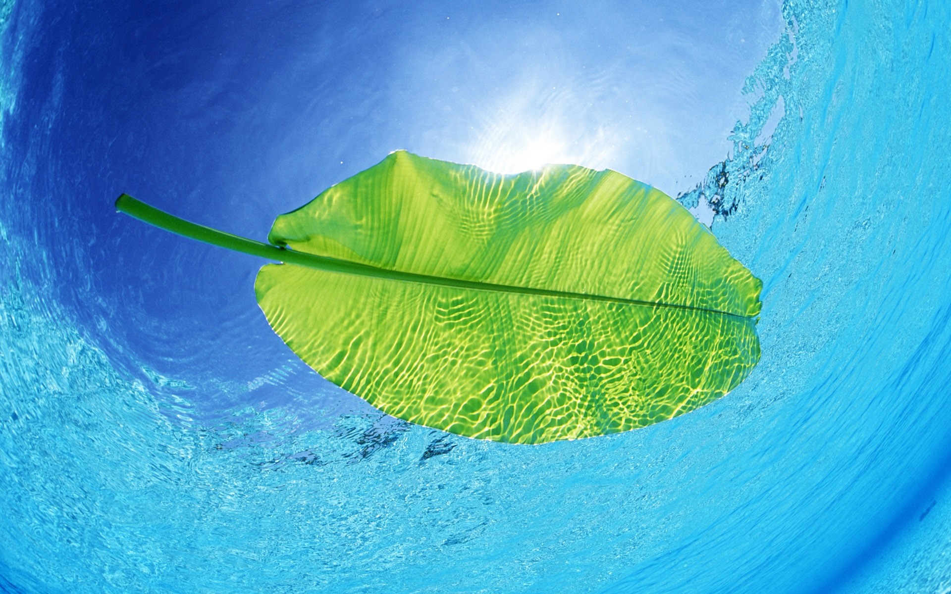 Foglia verde, Acqua, Piscina, Azzurro, Full HD, wallpaper per computer