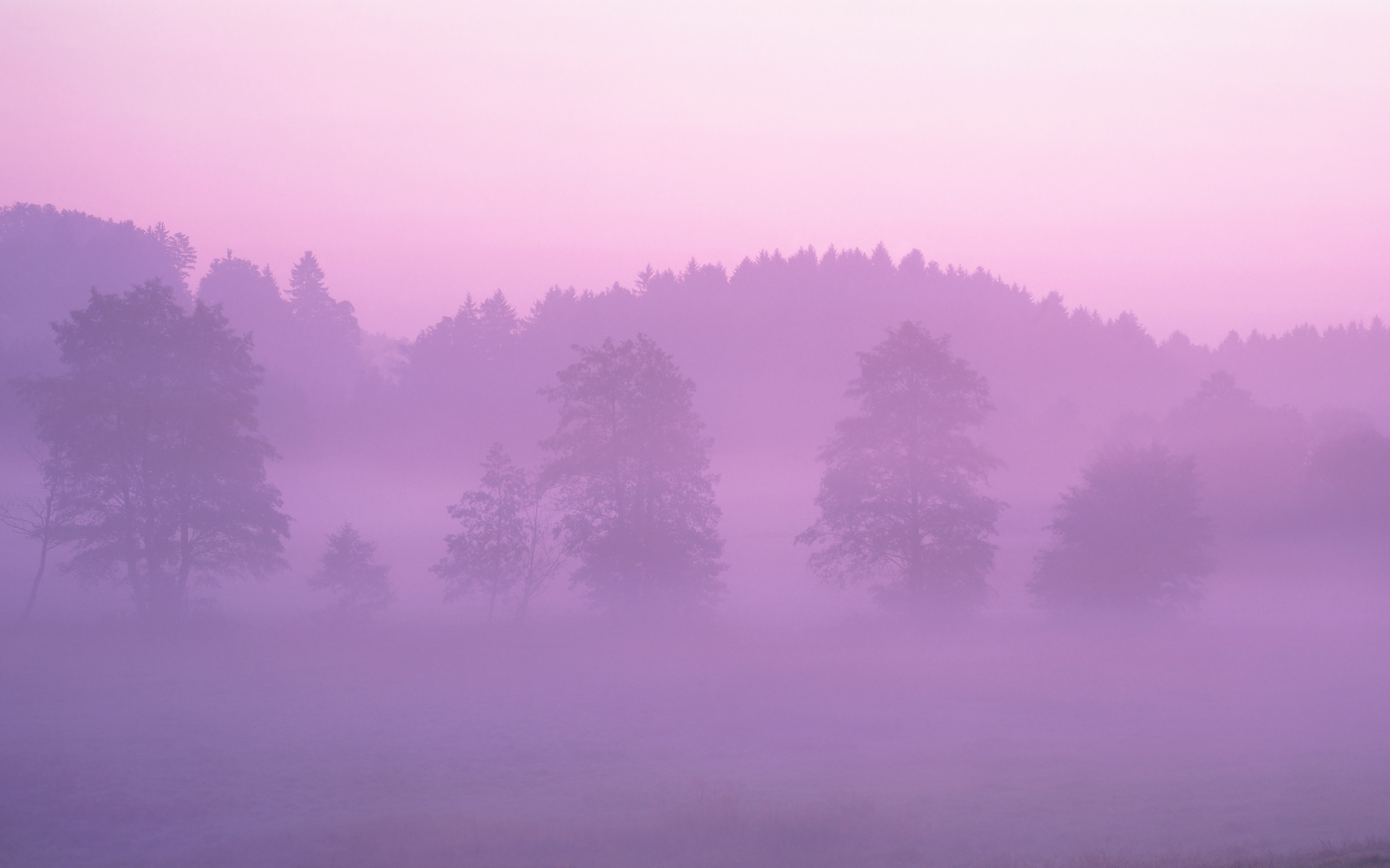 Foresta, Nebbia, Viola, sfondo per Mac