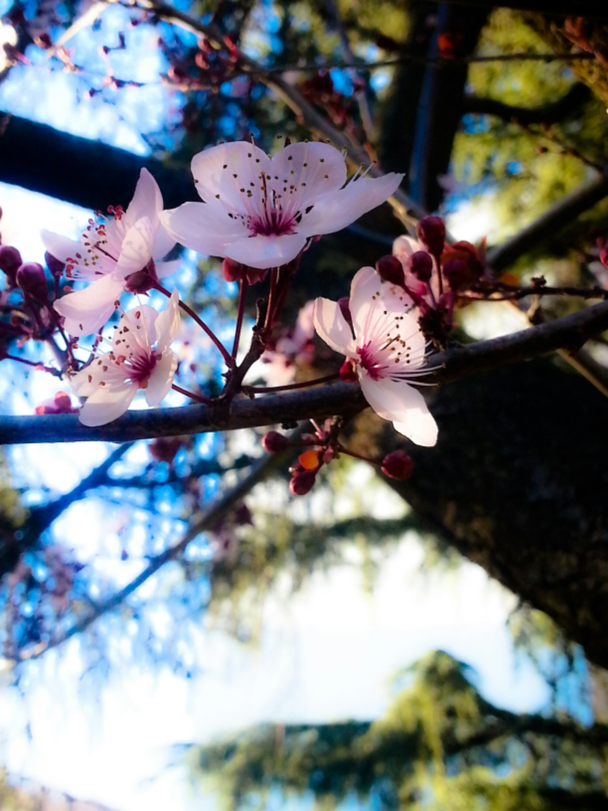 Fiori di ciliegio, Sakura, Albero, Controluce, QHD+, sfondo per iPad e tablet