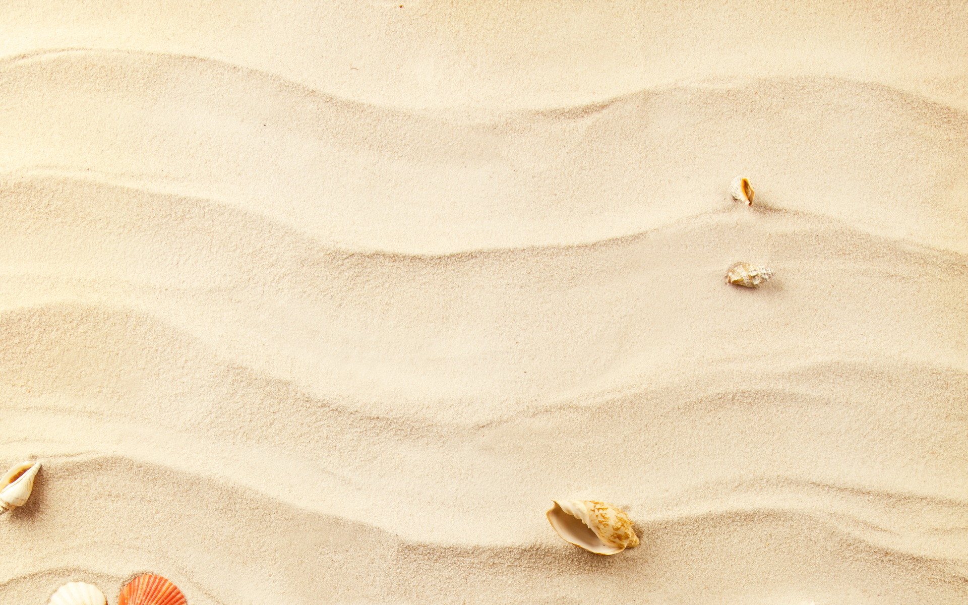 Conchiglie, Sabbia ondulata, Minimalismo, 16:10 Full HD, sfondo widescreen