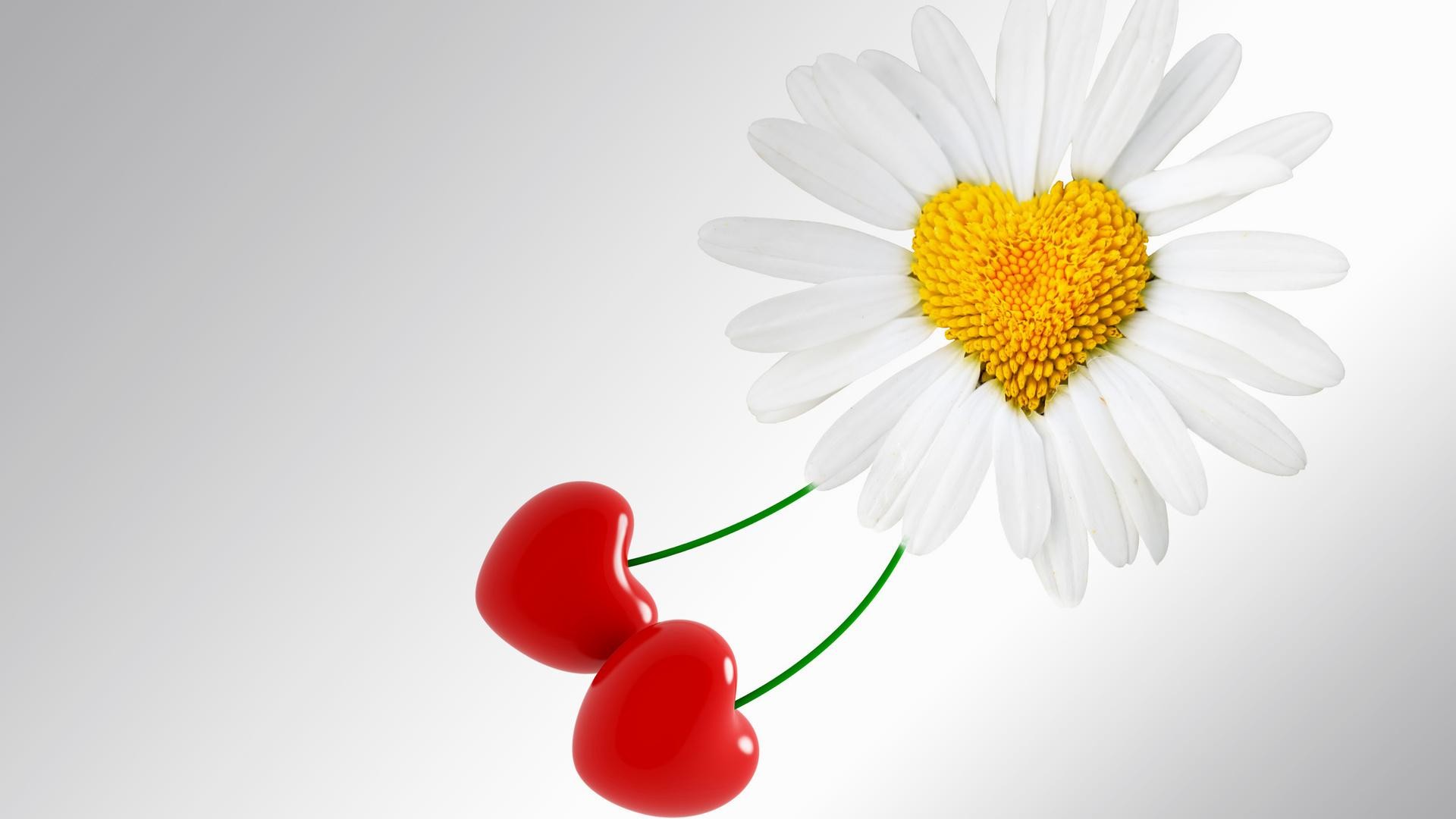 Margherita, Cuore, Ciliegie, Sfondo grigio, 1920x1080, wallpaper desktop