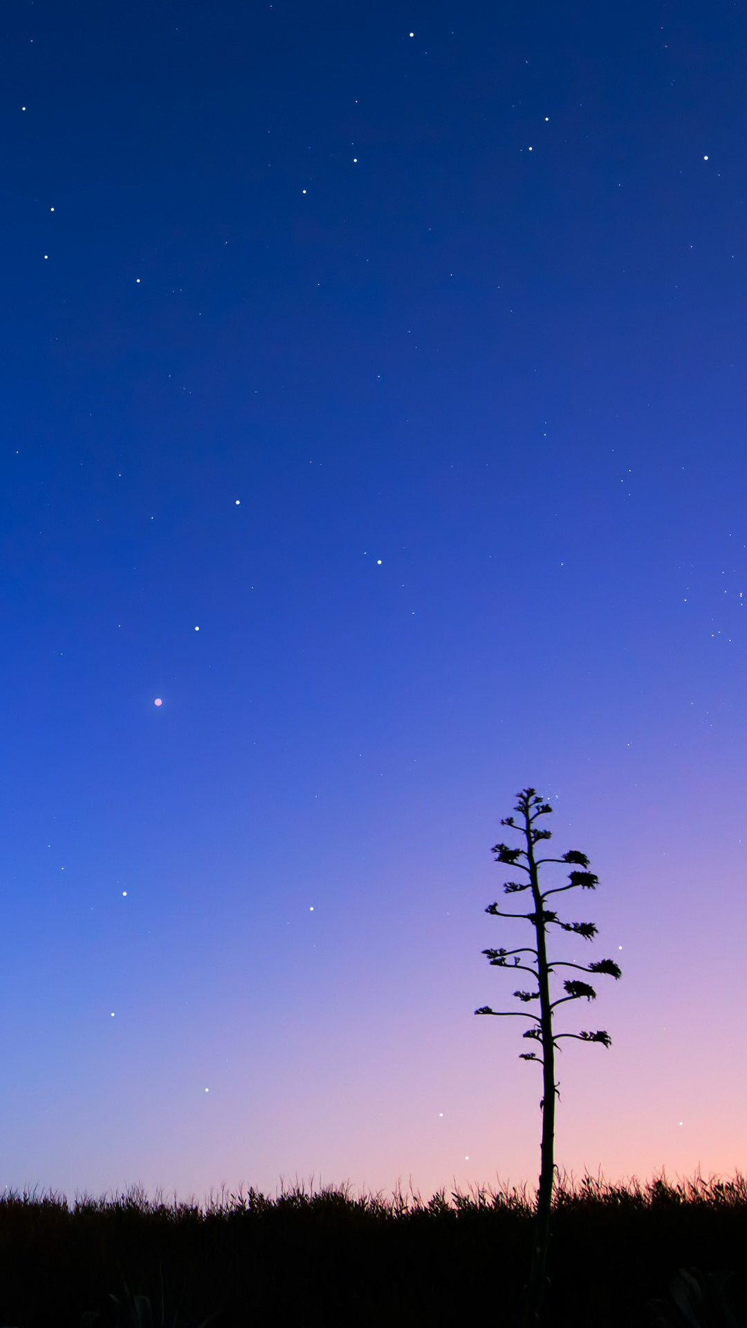 Albero, Silhouette, Crepuscolo, Cielo blu, Minimalista, immagine di sfondo iPhone 6