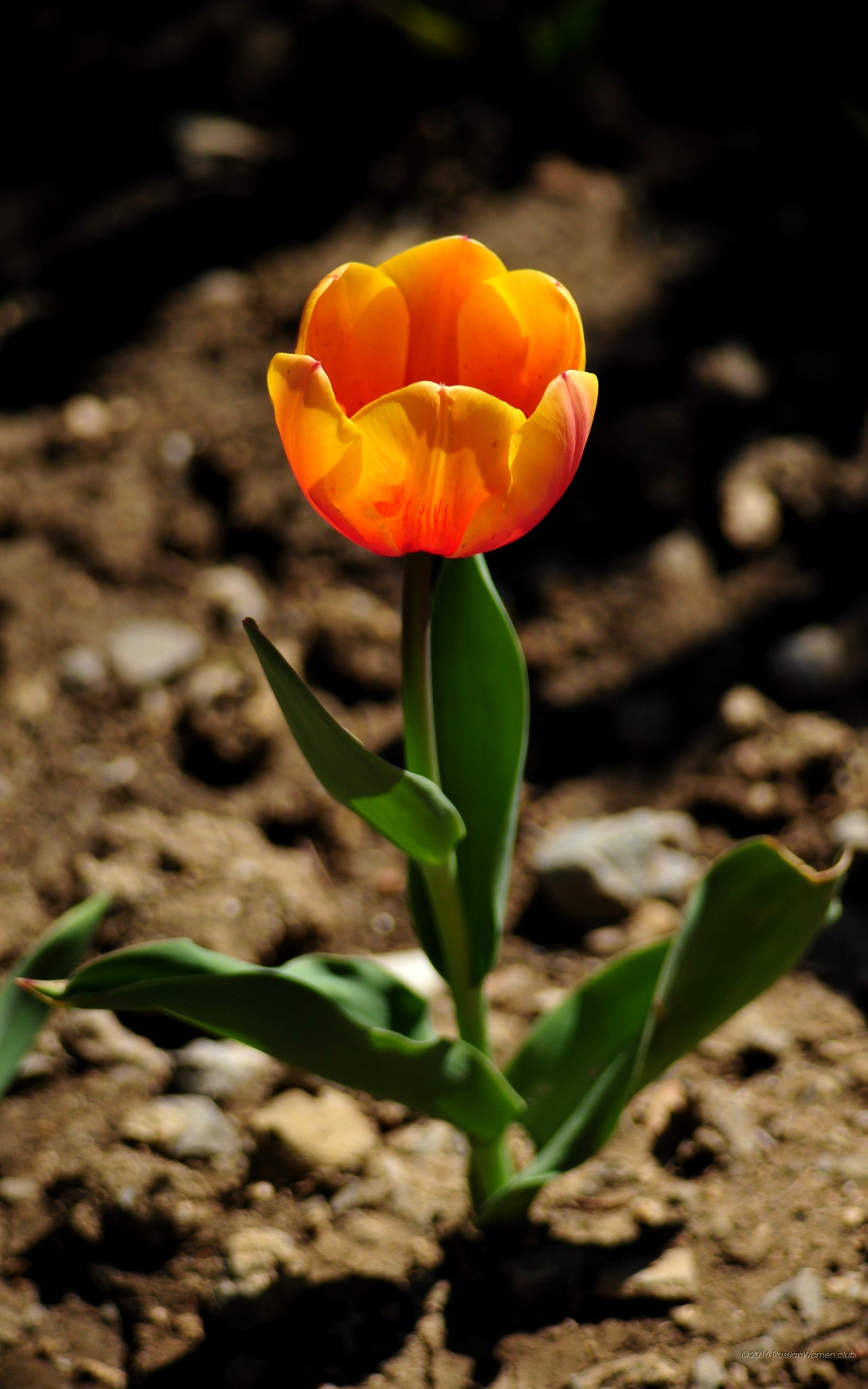 Tulipano arancione, Fiore, Terra, Primavera, QHD+, sfondo per smartphone