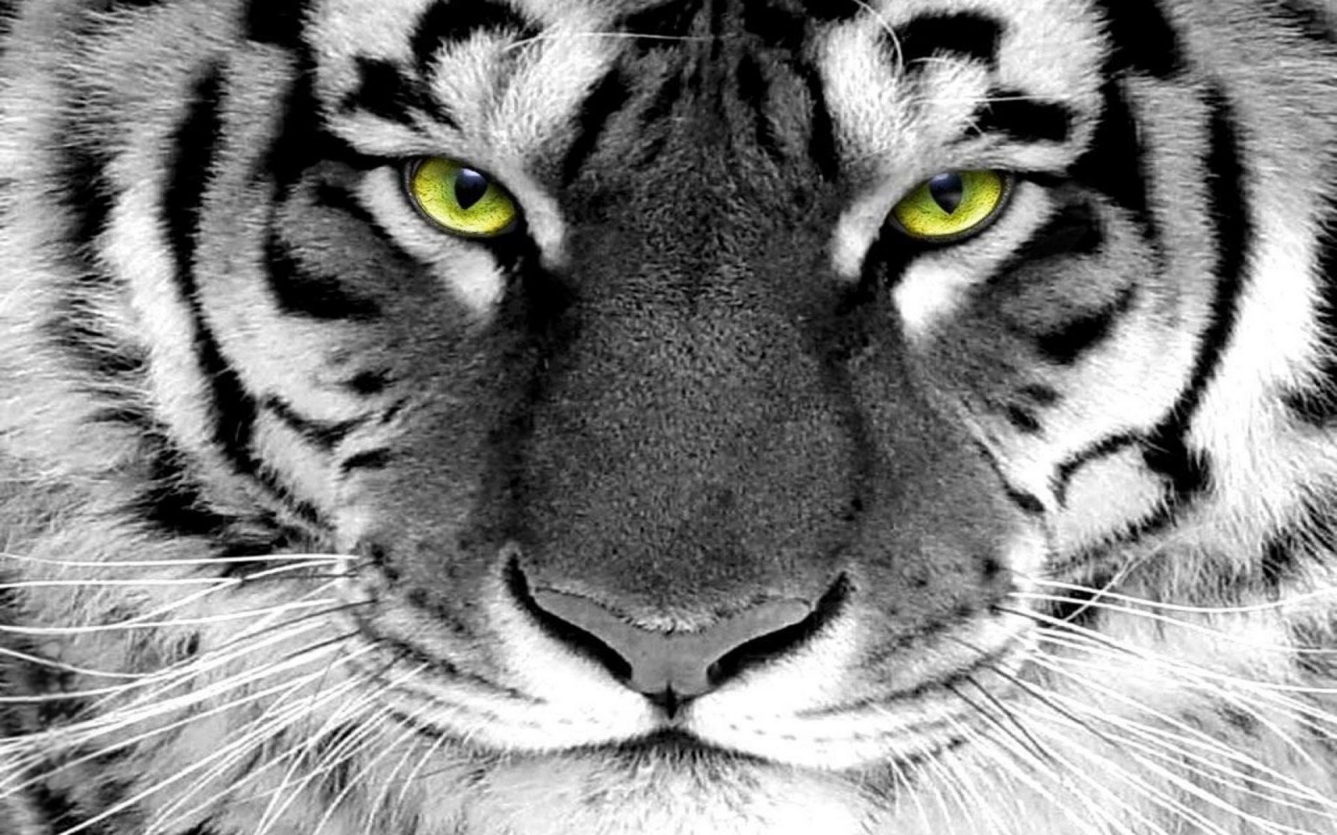 Tigre, Occhi verdi, Bianco e nero, Muso, Full HD, sfondo per PC e portatile